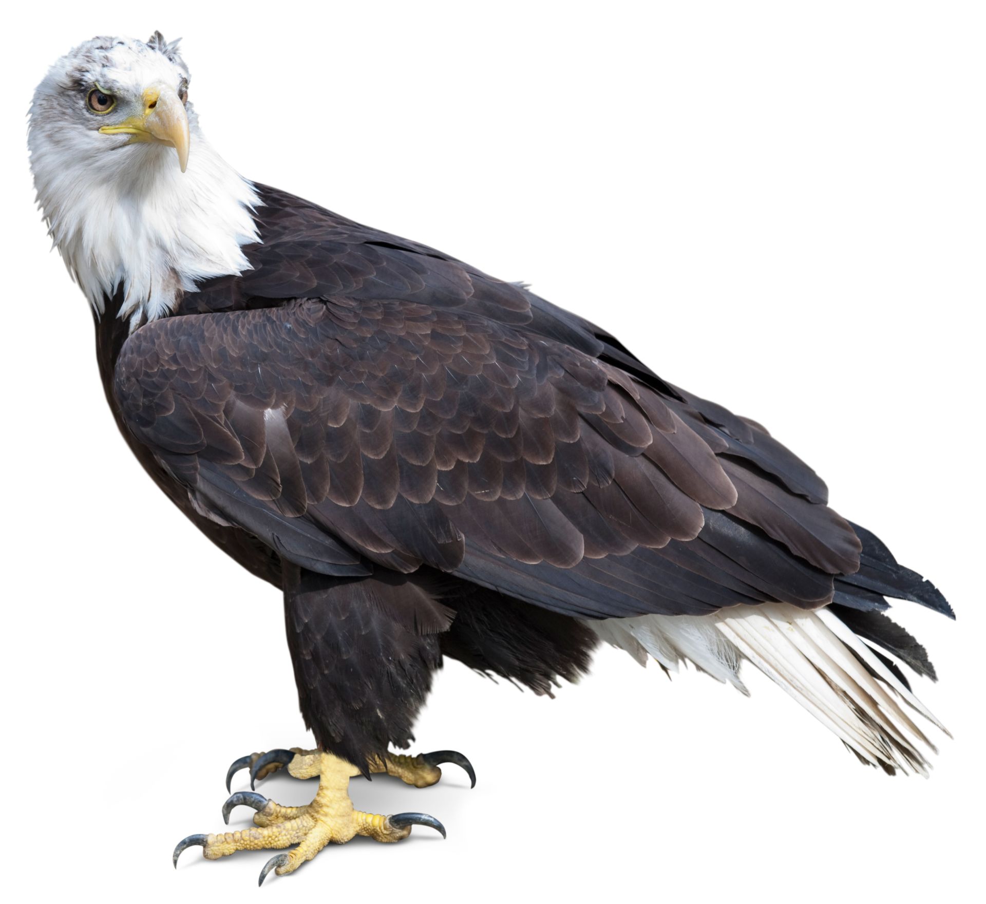 Types of Eagles | Bald Eagle Facts for Kids | DK Find Out