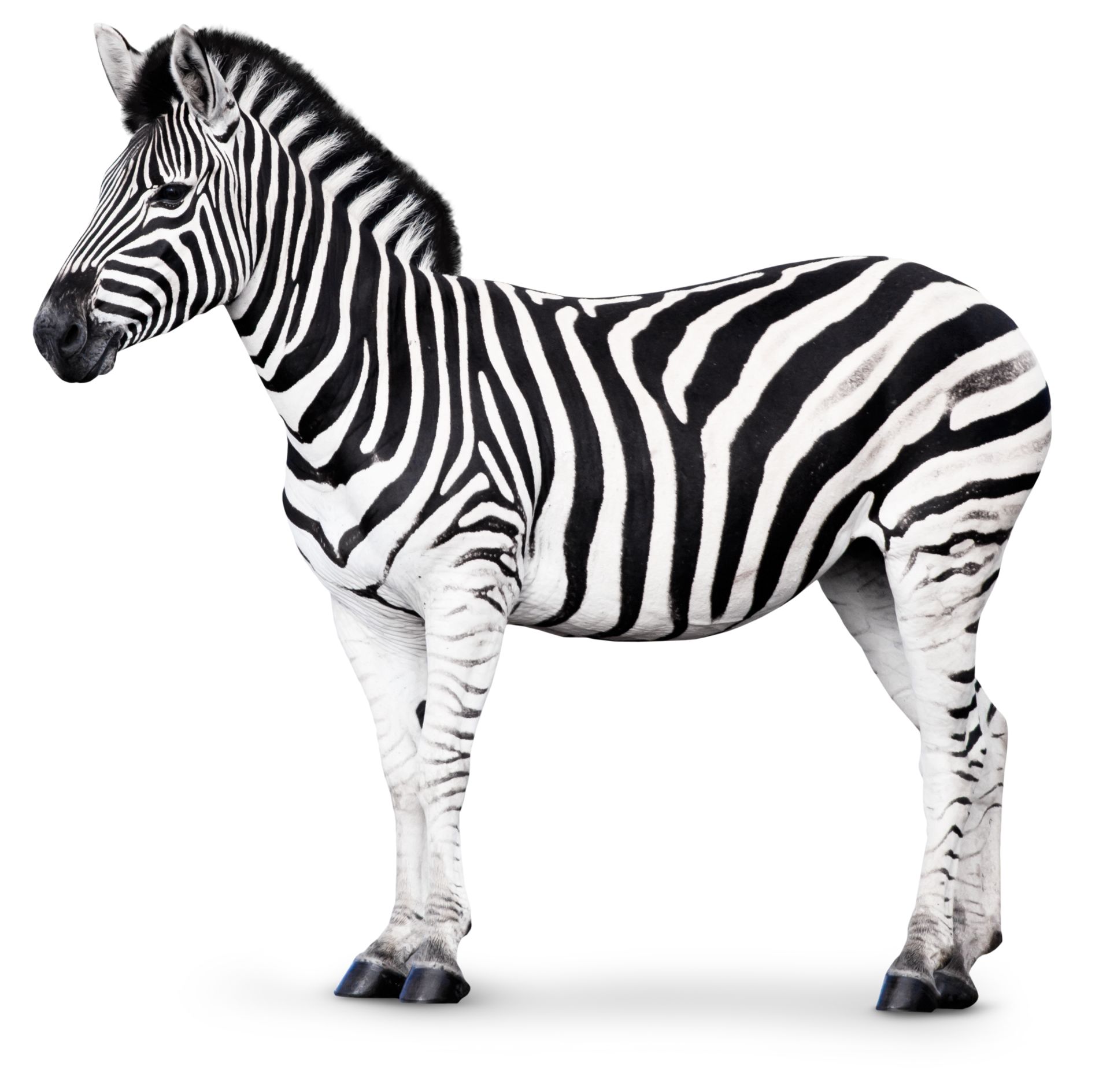 Zebra Facts For Kids | Why Are Zebras Striped? | DK Find Out