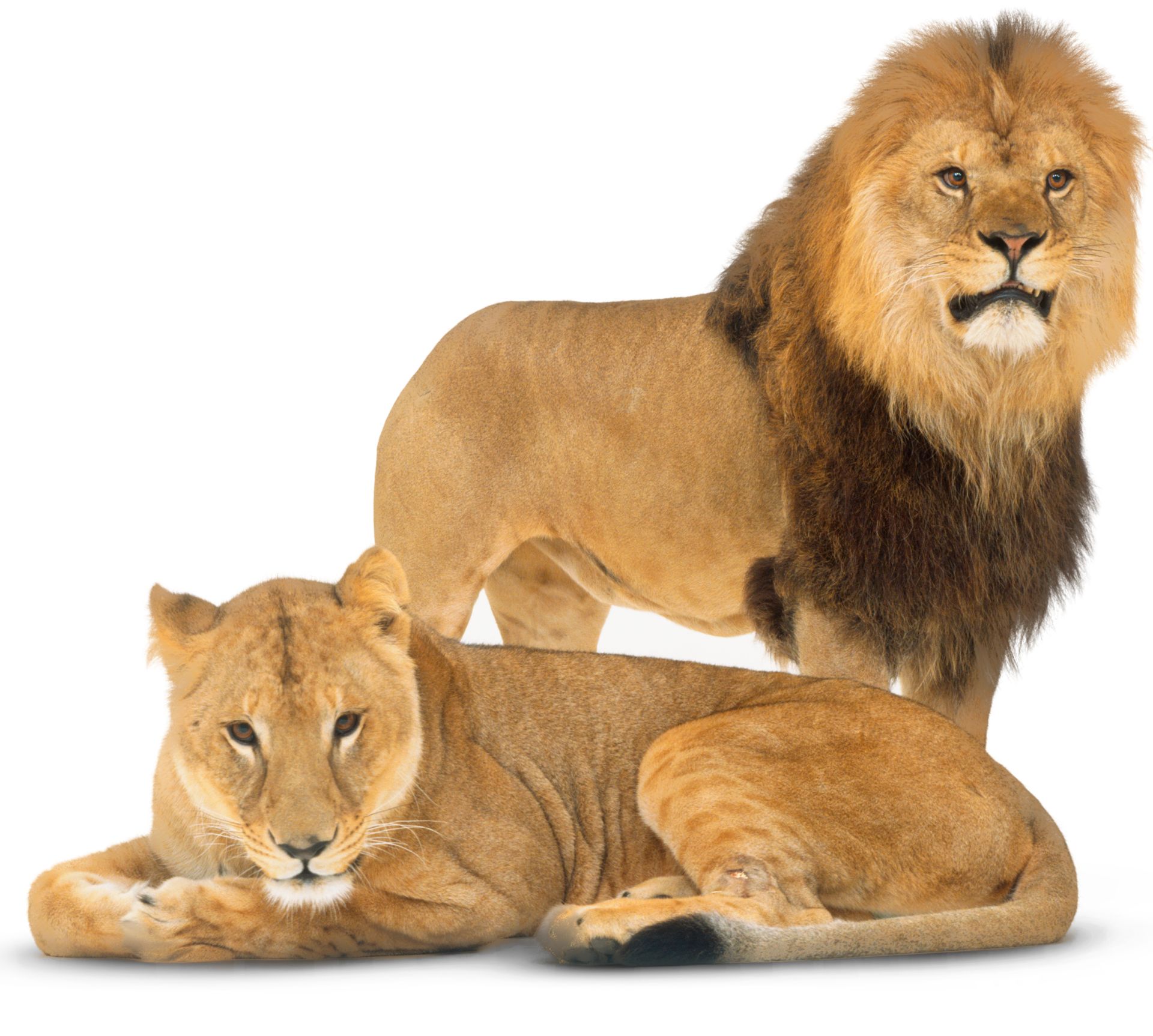 Lion Habitat For Kids - Home Interior Design