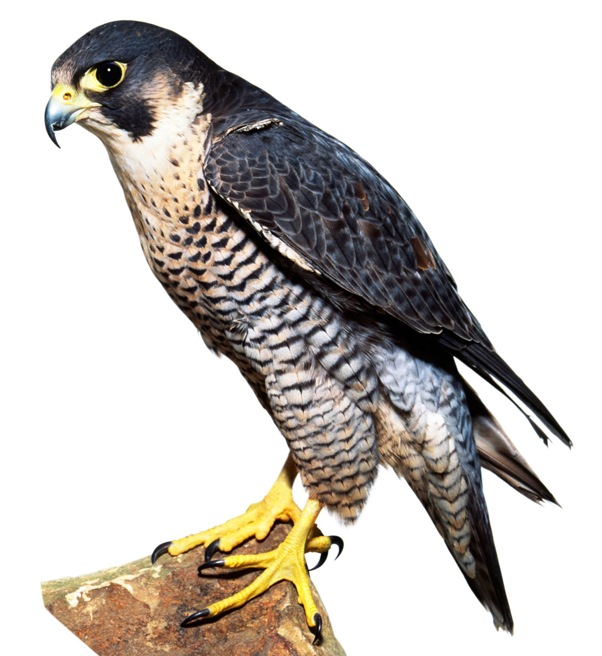 all about peregrine falcons