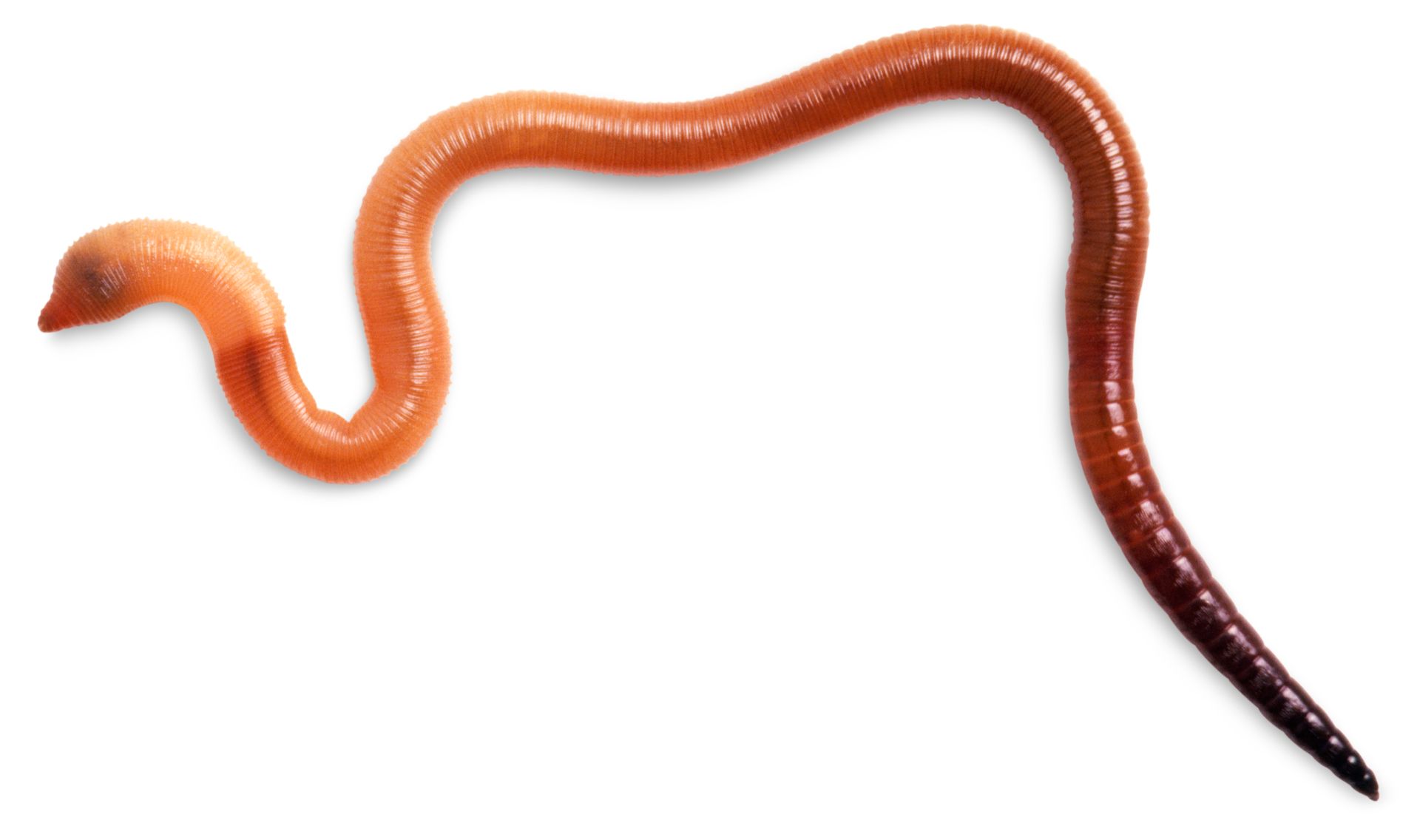 Worms 