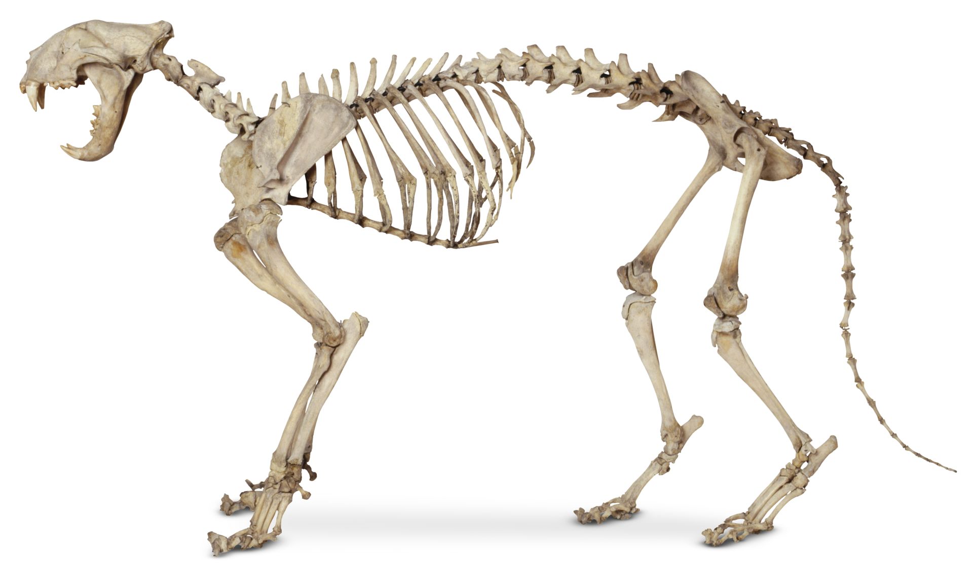 Cat Anatomy | Cat Skeleton | DK Find Out