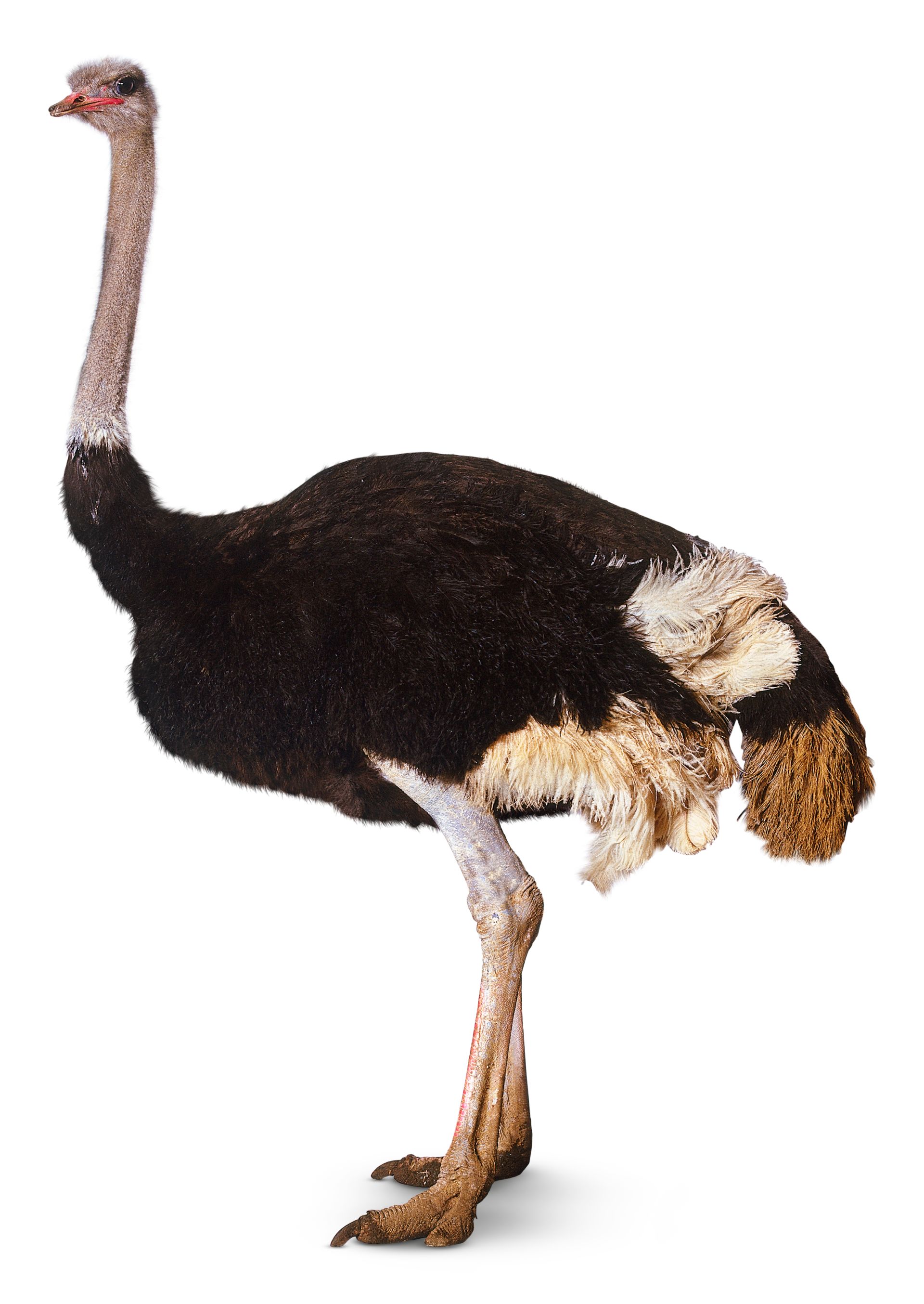 all about ostriches