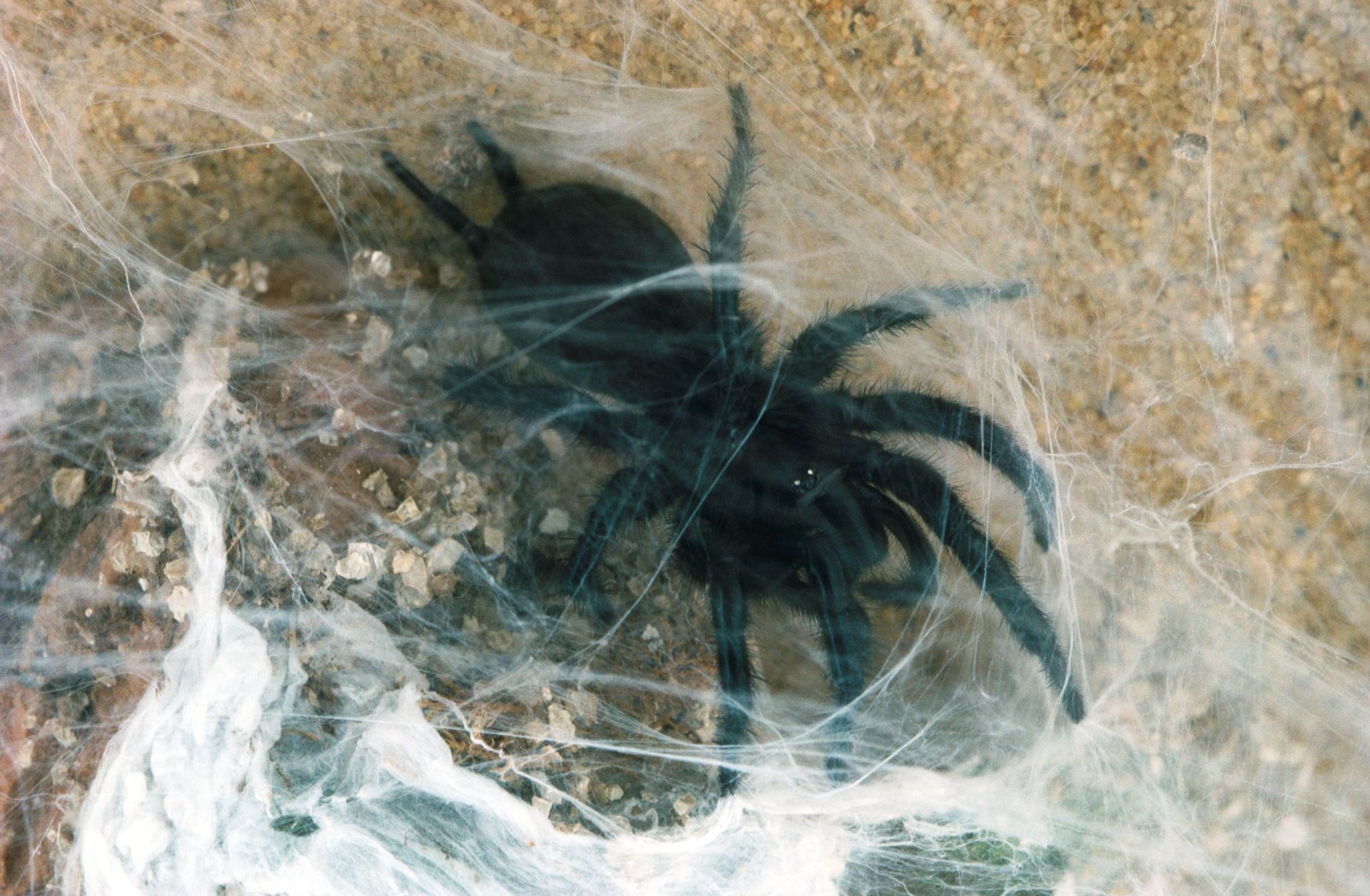 Tangled in a Web: Learn About Spiders