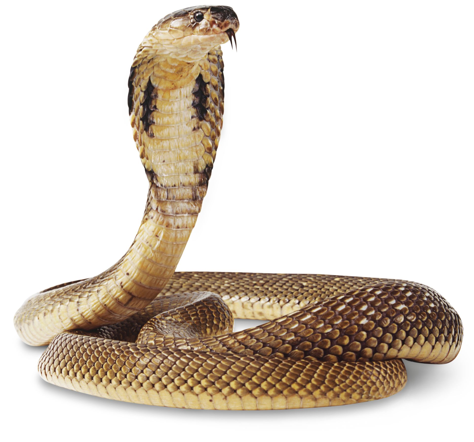 Facts About Cobras