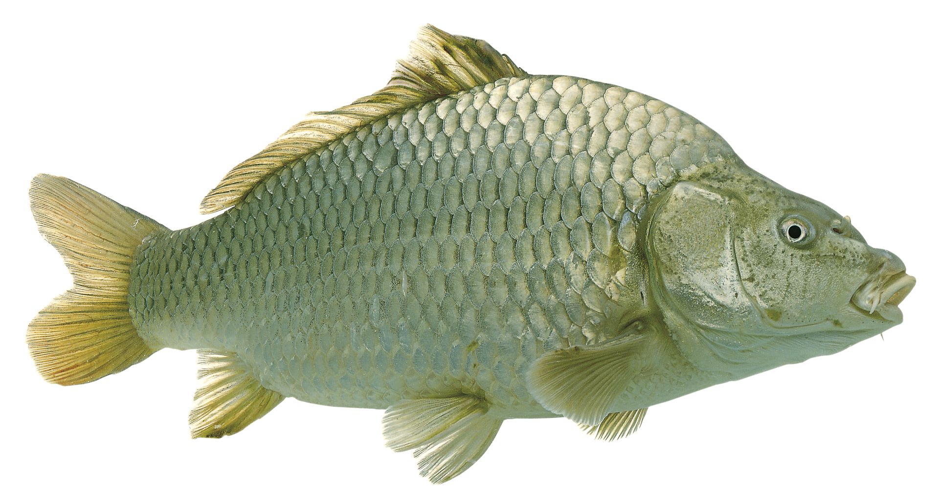 Fish definition, information about fishes, facts about fish vertebrates