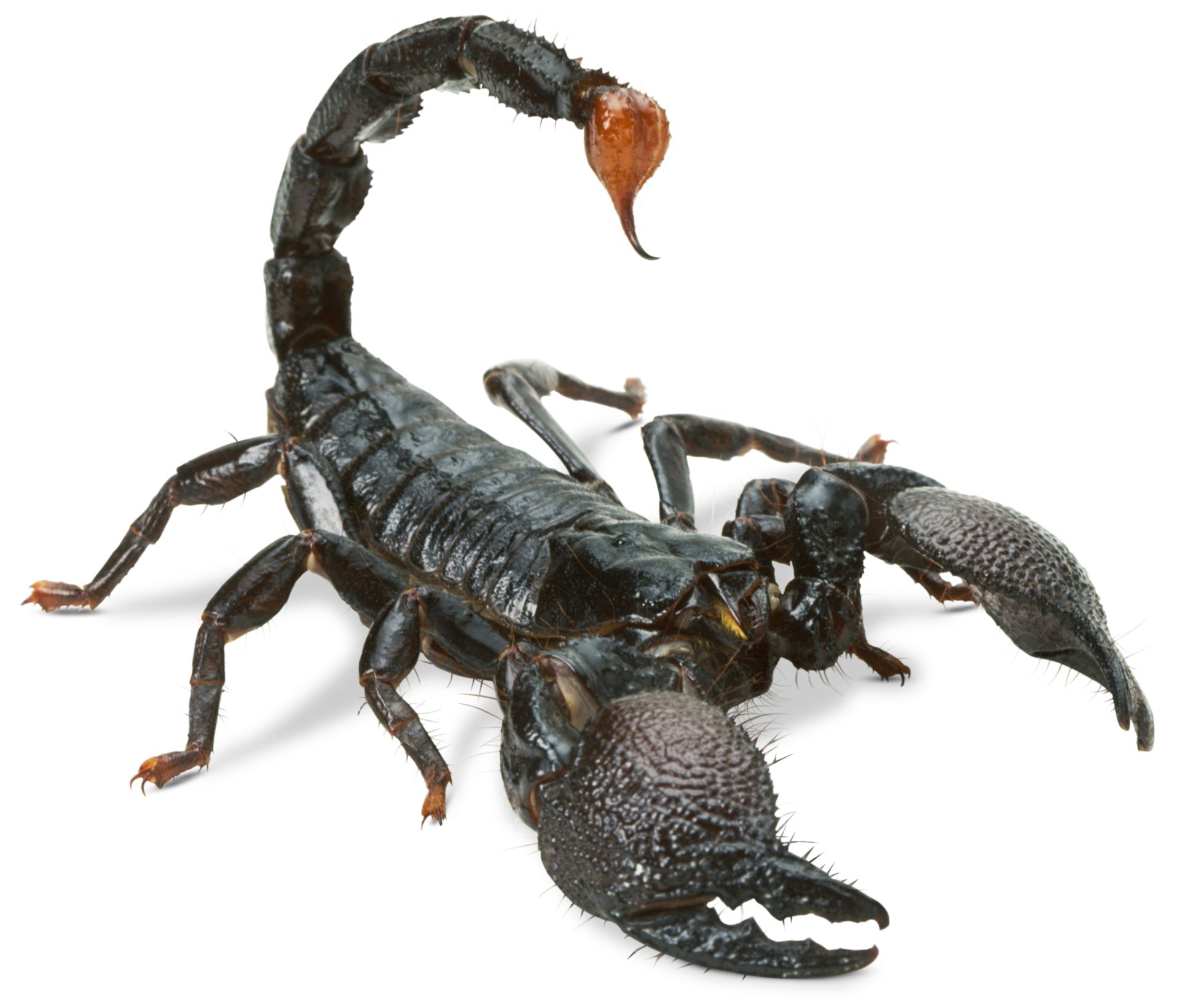 do all scorpions travel in pairs