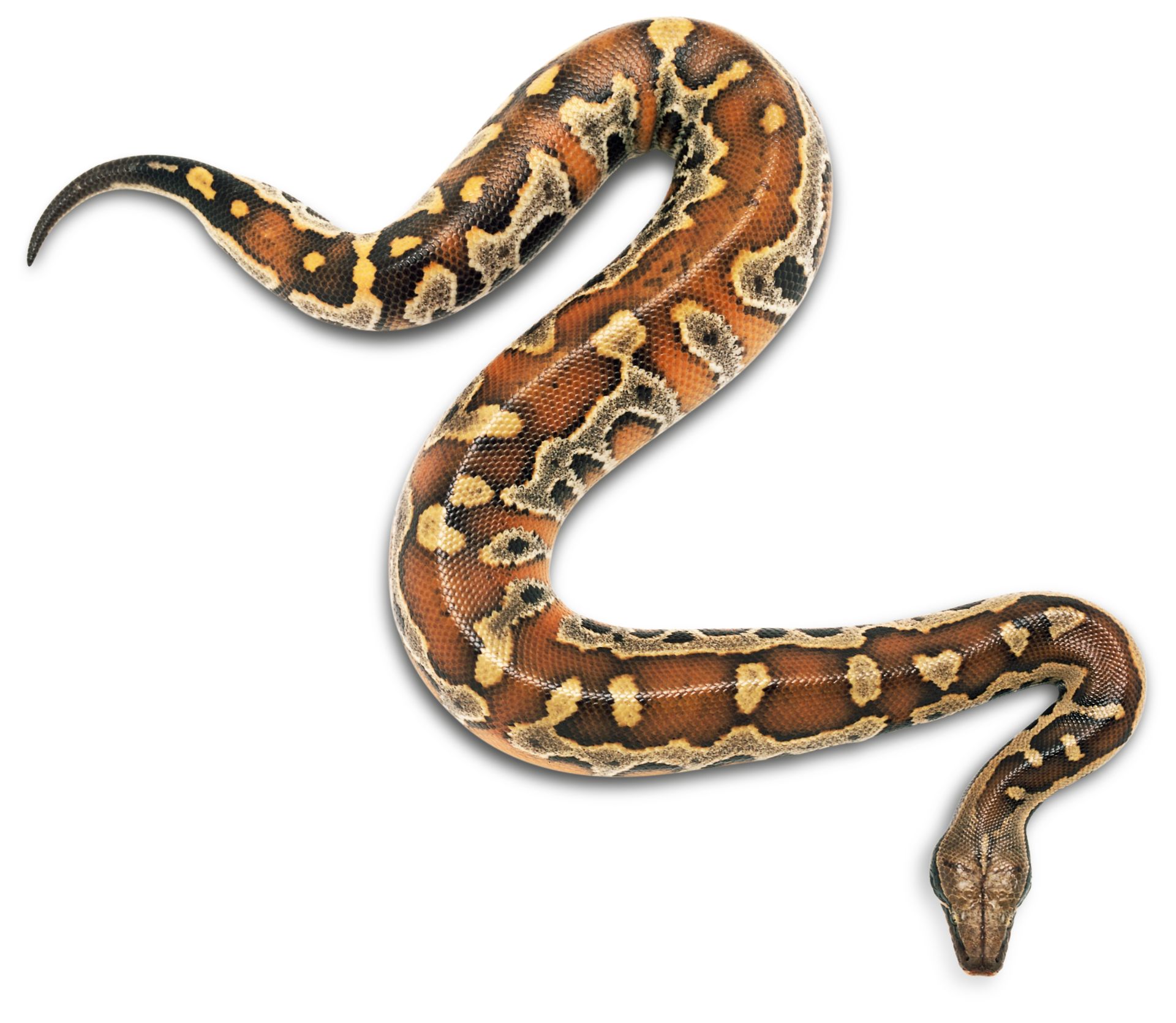 Everything You Need to Know About Snakes