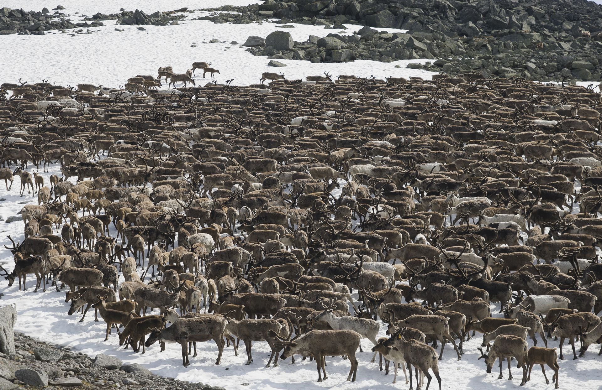 Миграция северных оленей
