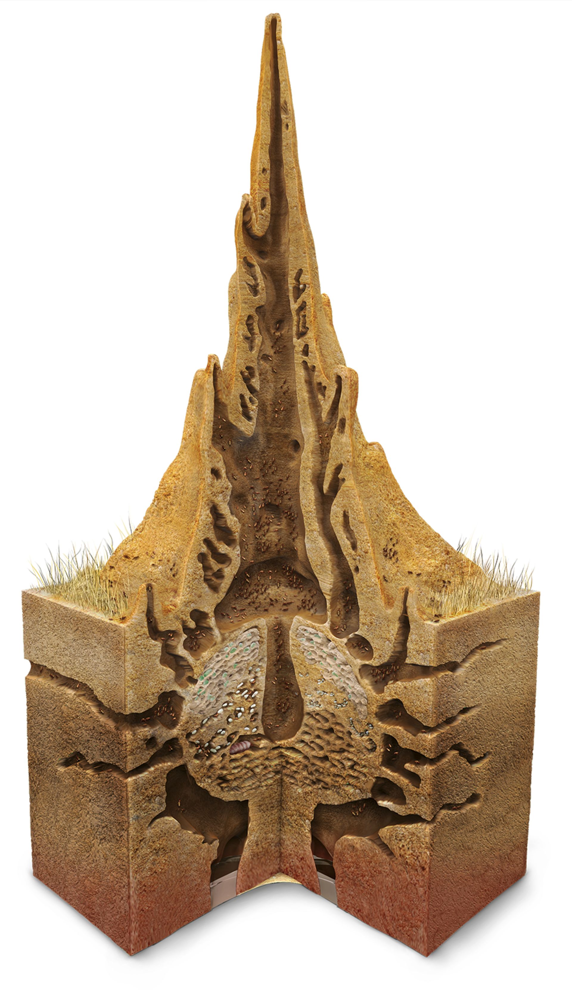 Termite Mounds | Insects Living in Colonies | DK Find Out diagram of the lungs 