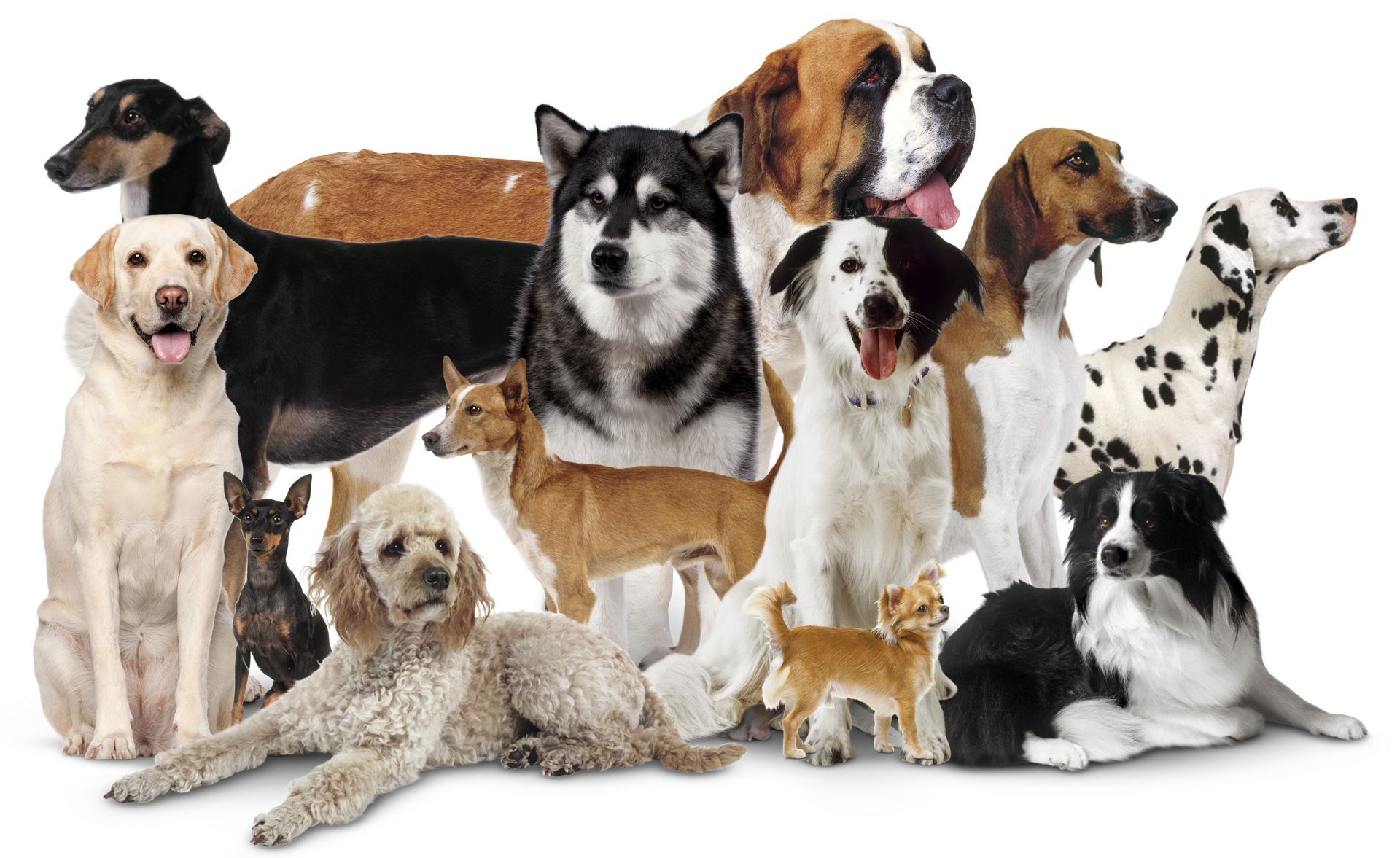 how-many-different-types-of-dogs-are-there-examples-and-forms