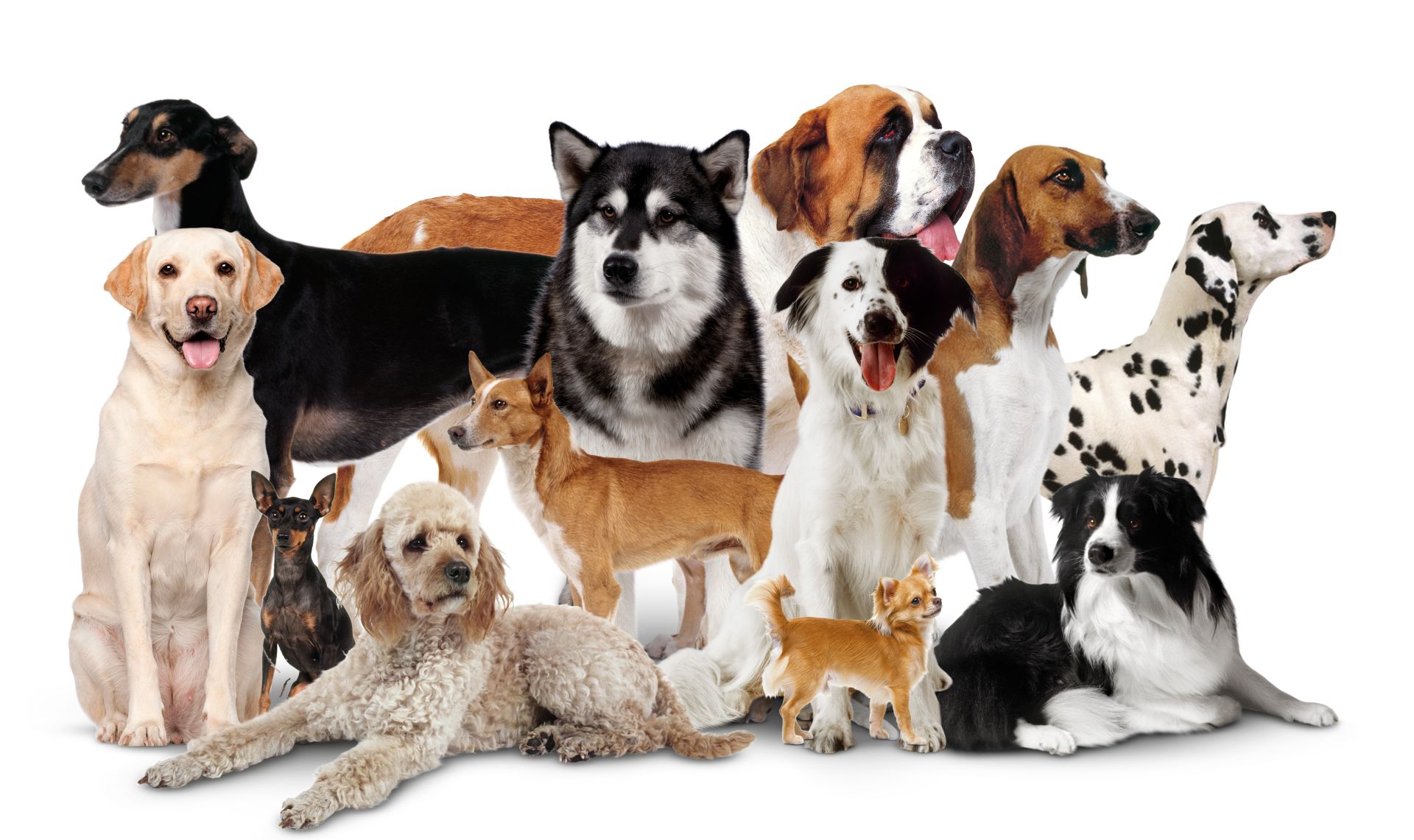 7-types-of-dog-breeds