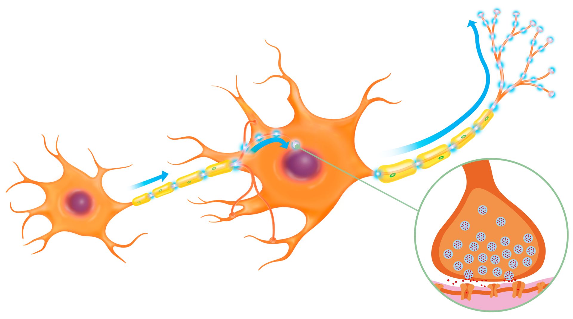 free nerve endings signal