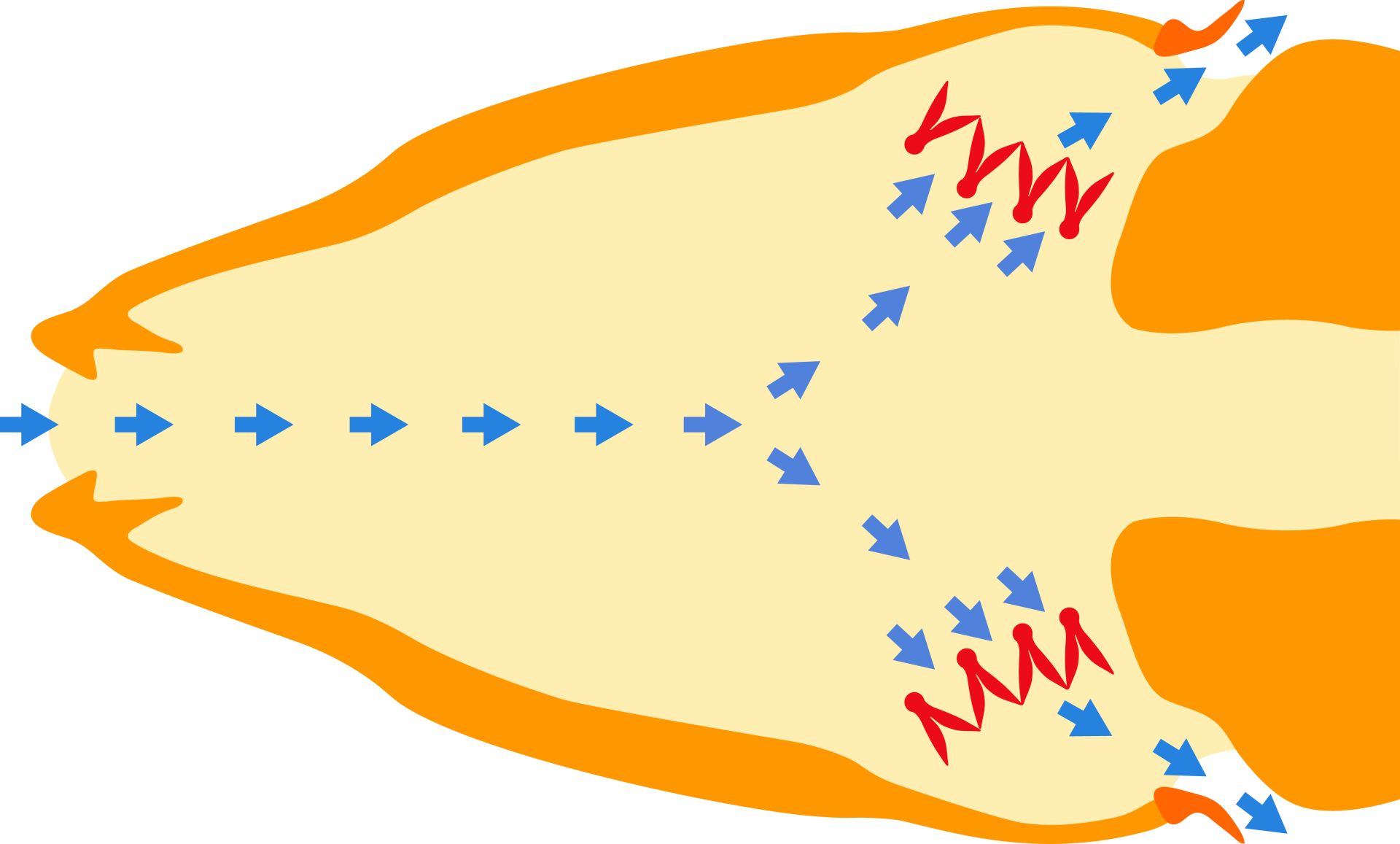 How Do Gills Work - Rectangle Circle