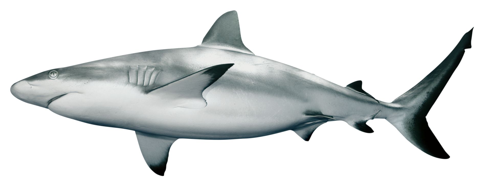 Grey Reef Shark Dreamstime Xl 5569552 Qmsbfl 