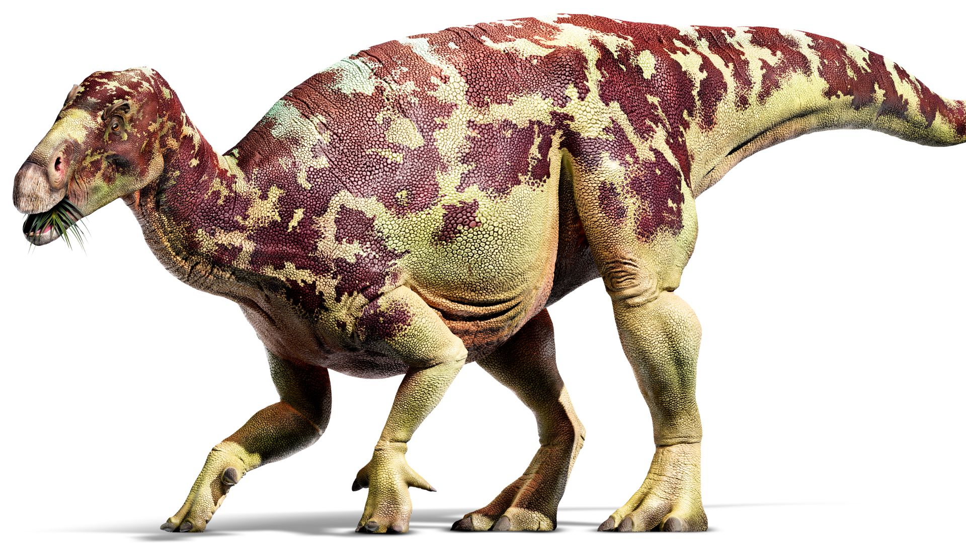 Iguanodon Iguanodon Facts DK Find Out