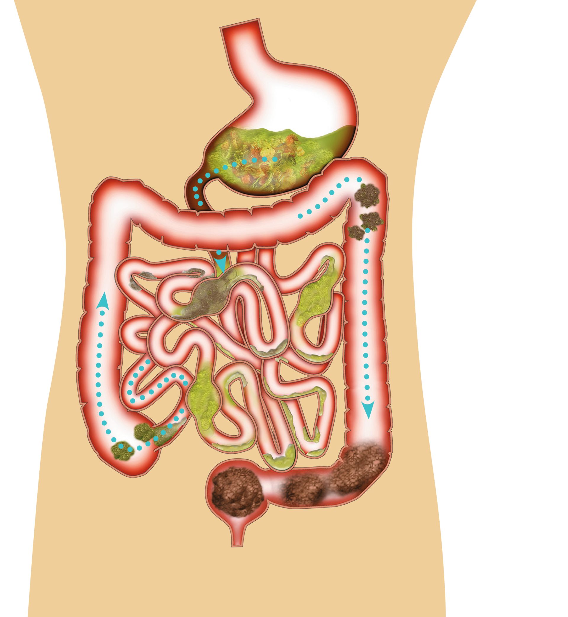 Human Intestines Human Digestive System Dk Find Out