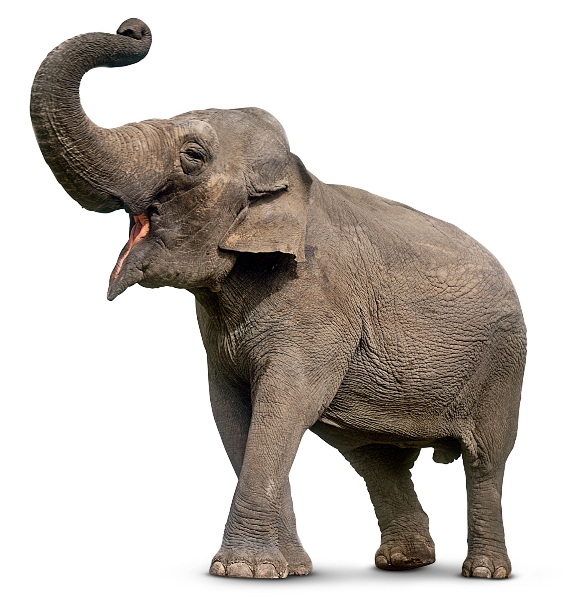 Asian Elephant | Asian Elephant Facts | DK Find Out