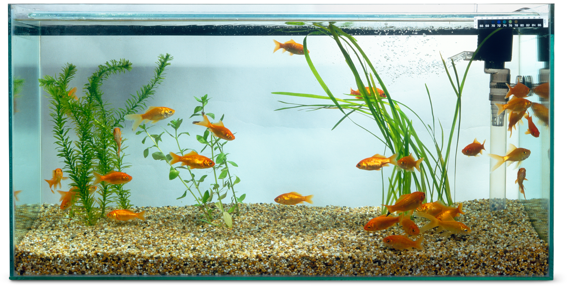 Zichzelf dood de eerste Pet Fish Facts For Kids | Aquarium Fish Care | DK Find Out