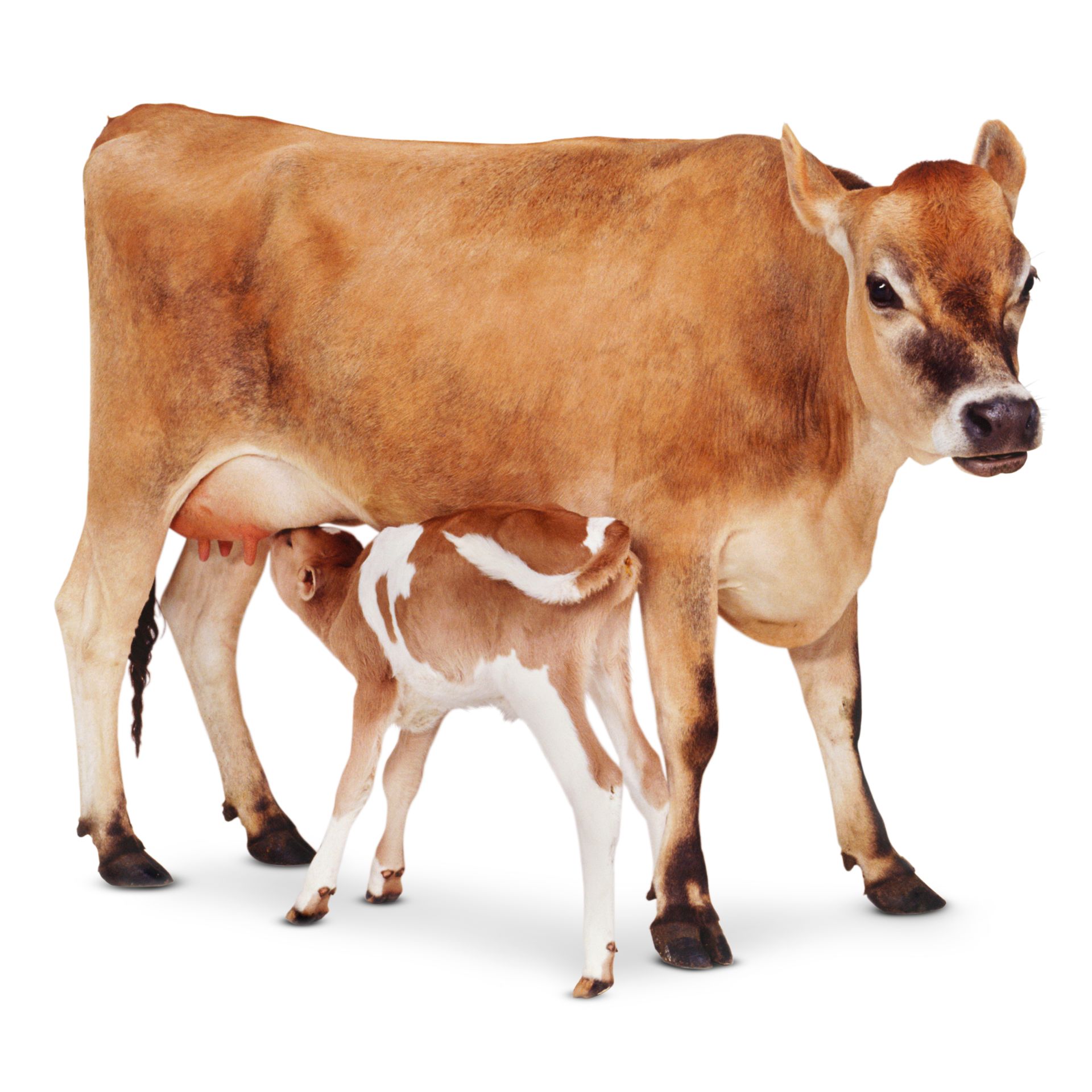 cow-facts-for-kids-types-of-cow-dk-find-out