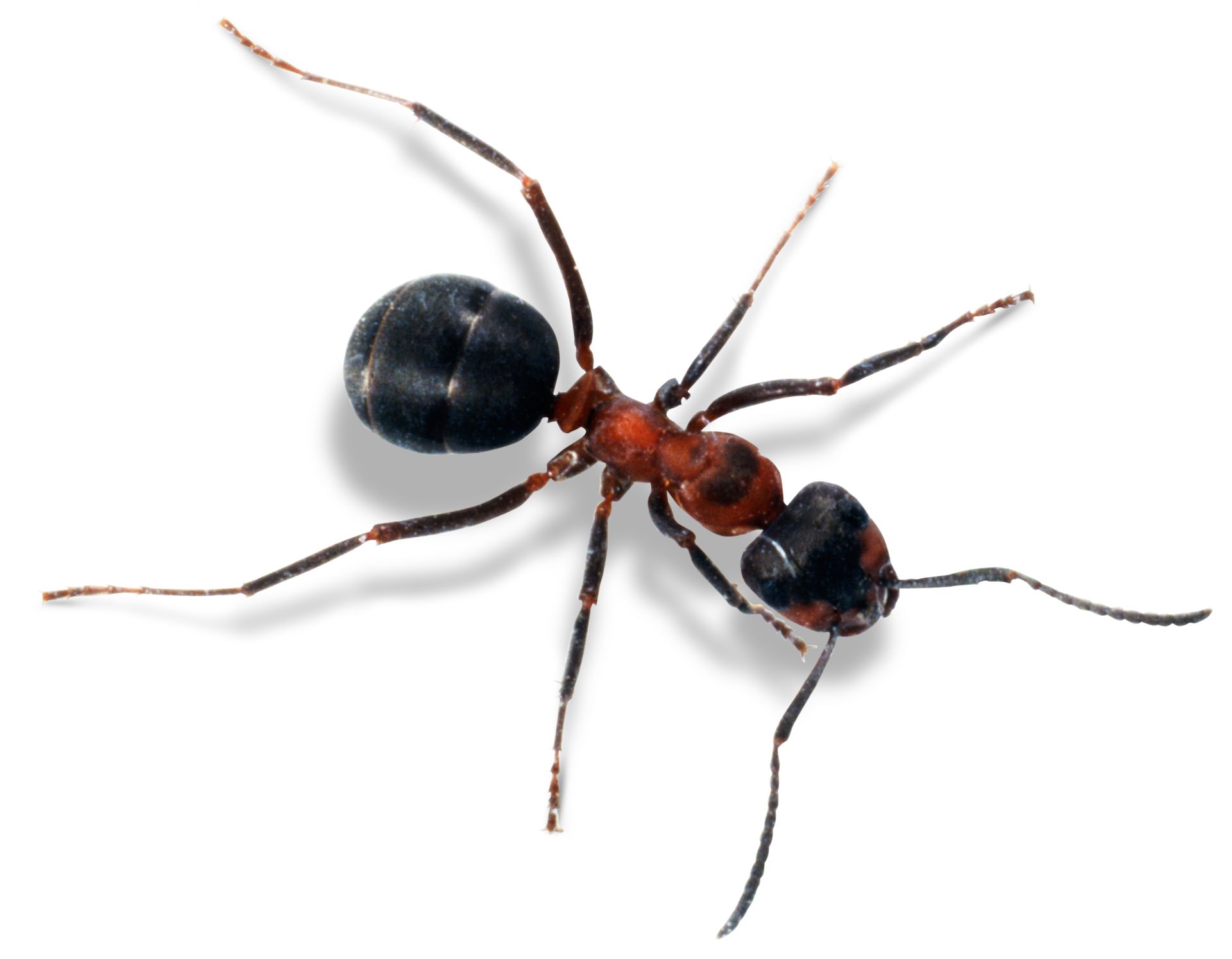 cutter leaf ant queens for sale us