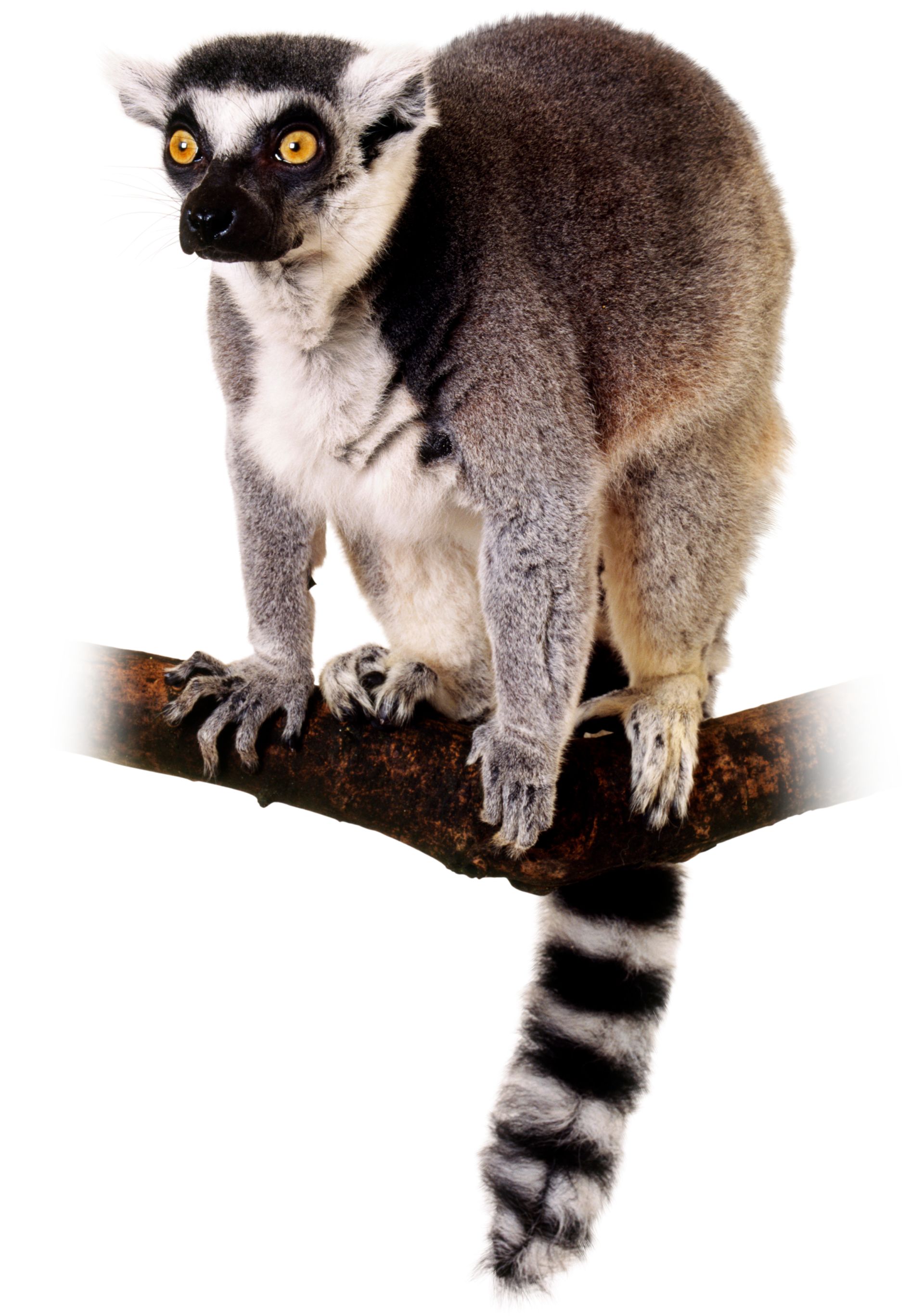 Lemur Facts | Where Do Lemurs Live | DK Find Out Lemur Facts | Where Do Lemurs Live | DK Find Out