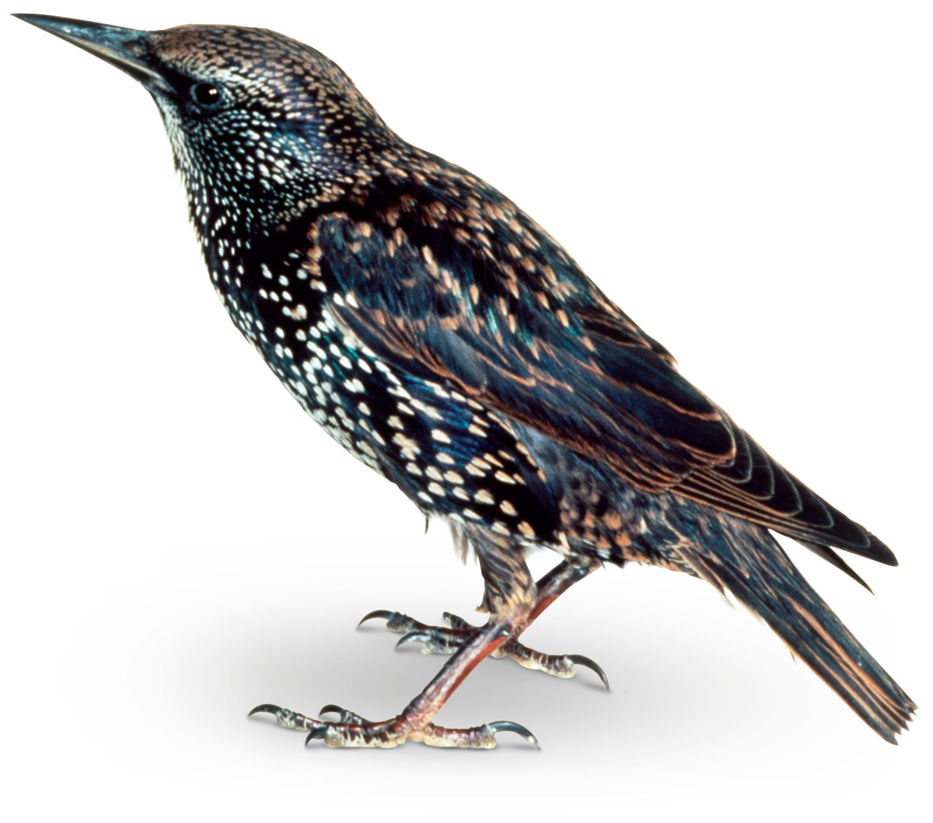 Starlings Facts What Do Starlings Eat Dk Find Out