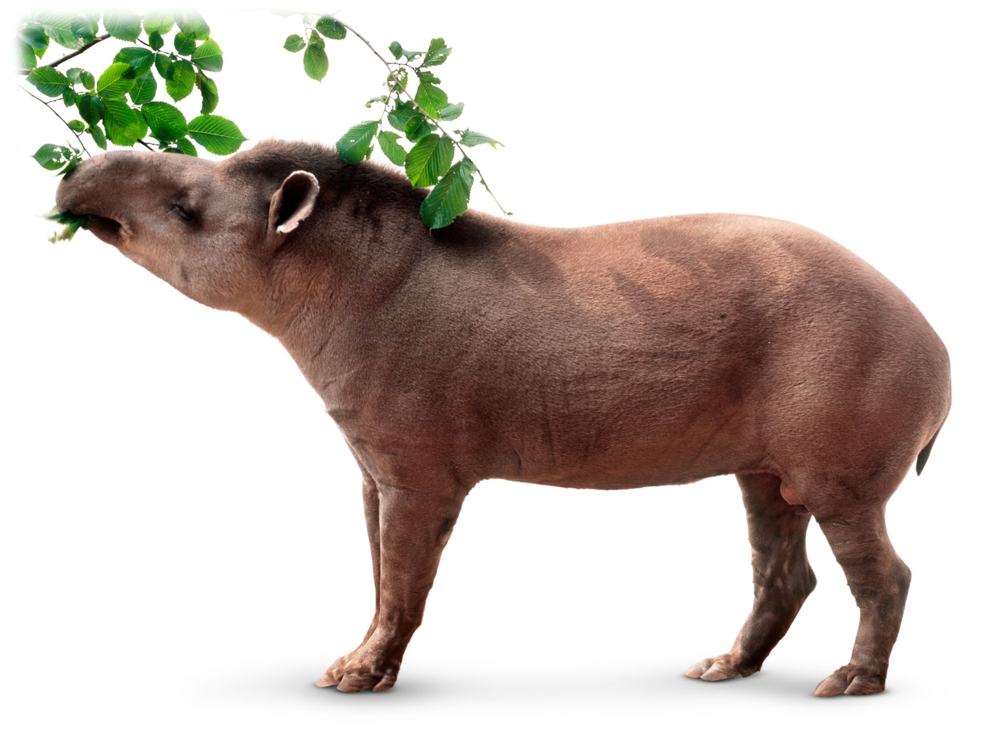 What Is A Herbivore What Do Herbivores Eat DK Find Out