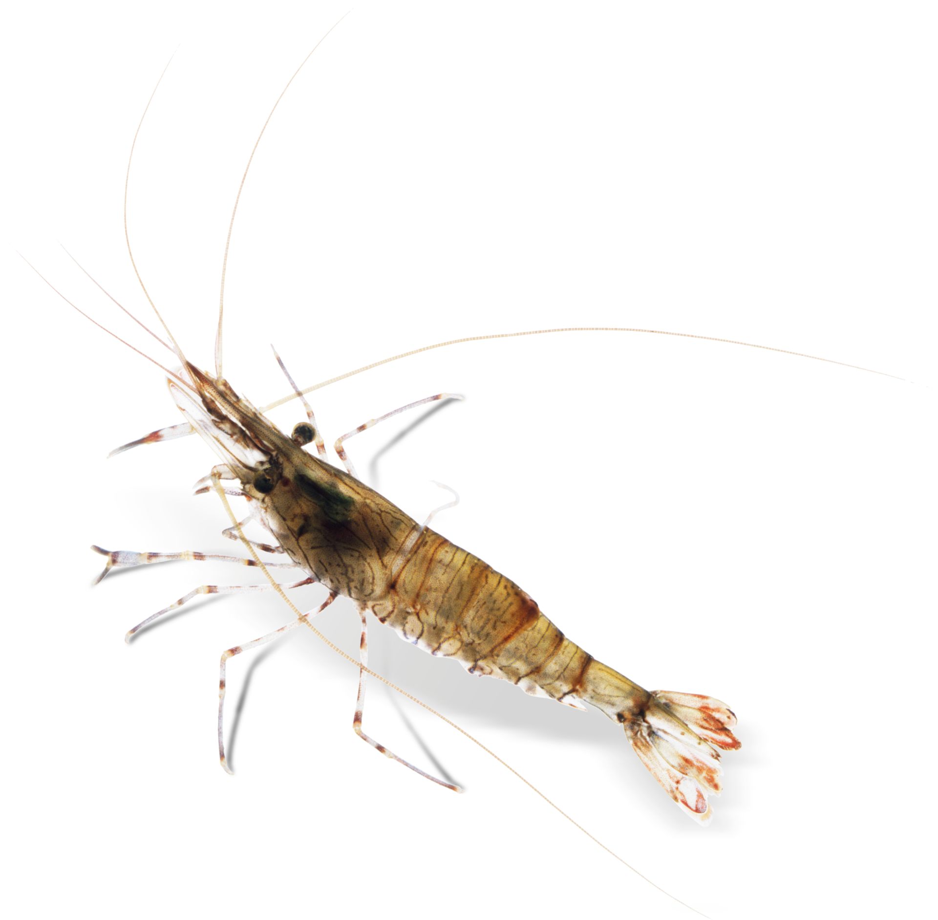 Prawn Facts For Kids Cleaner Shrimp Dk Find Out