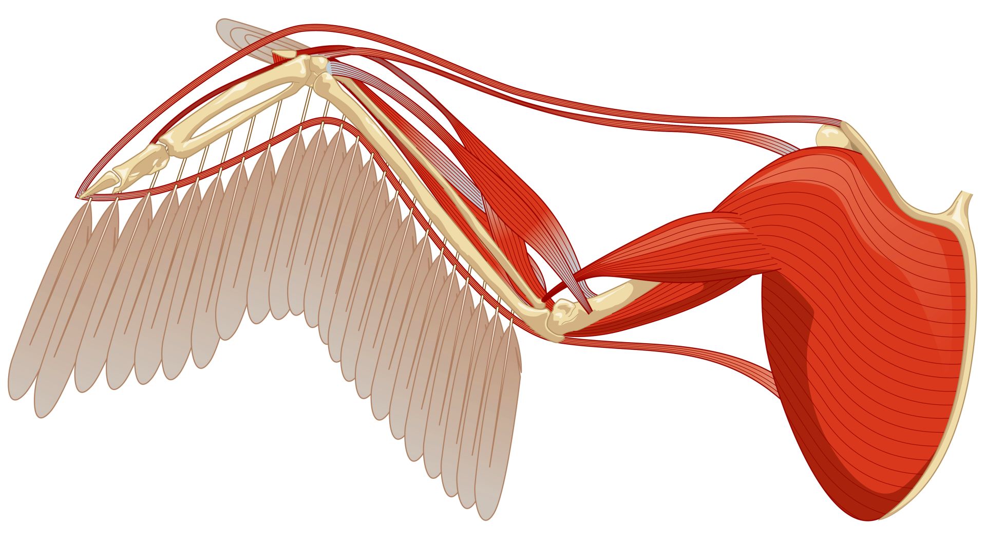 Bird Wings Bird Wing Anatomy DK Find Out