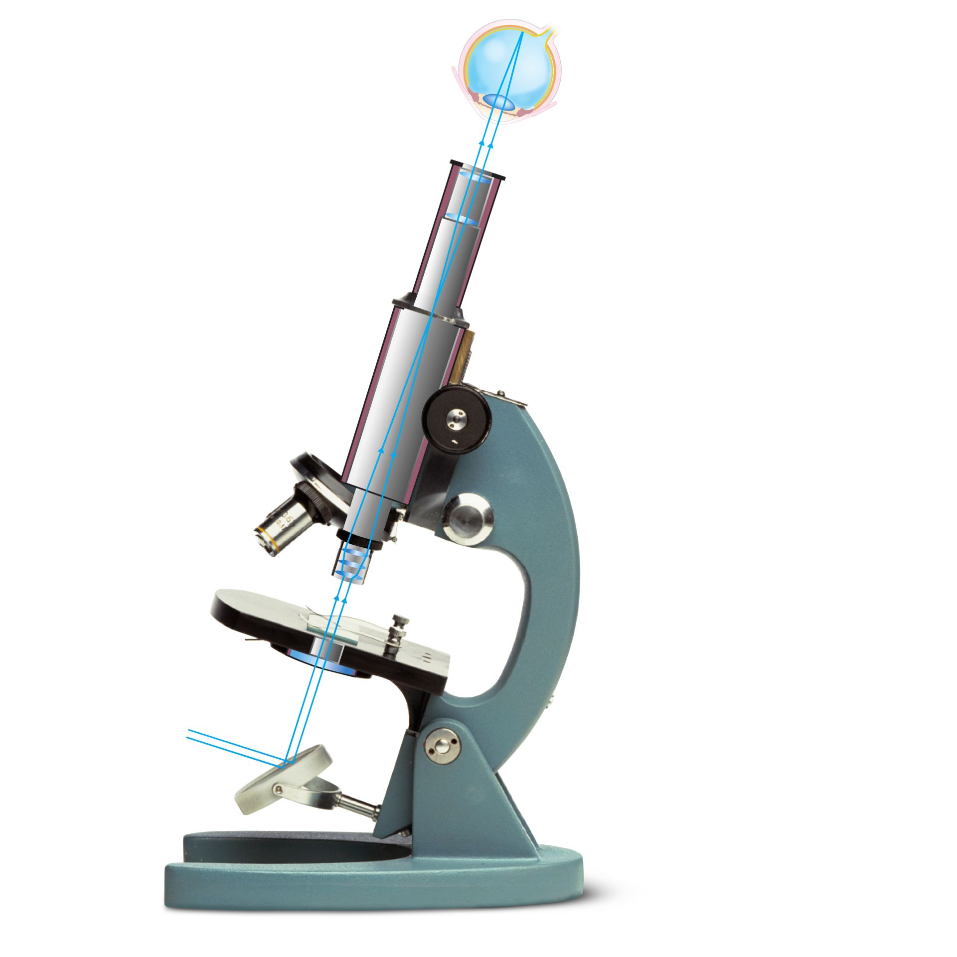 Types Of Microscopy How Light Microscopes Work Howstu - vrogue.co