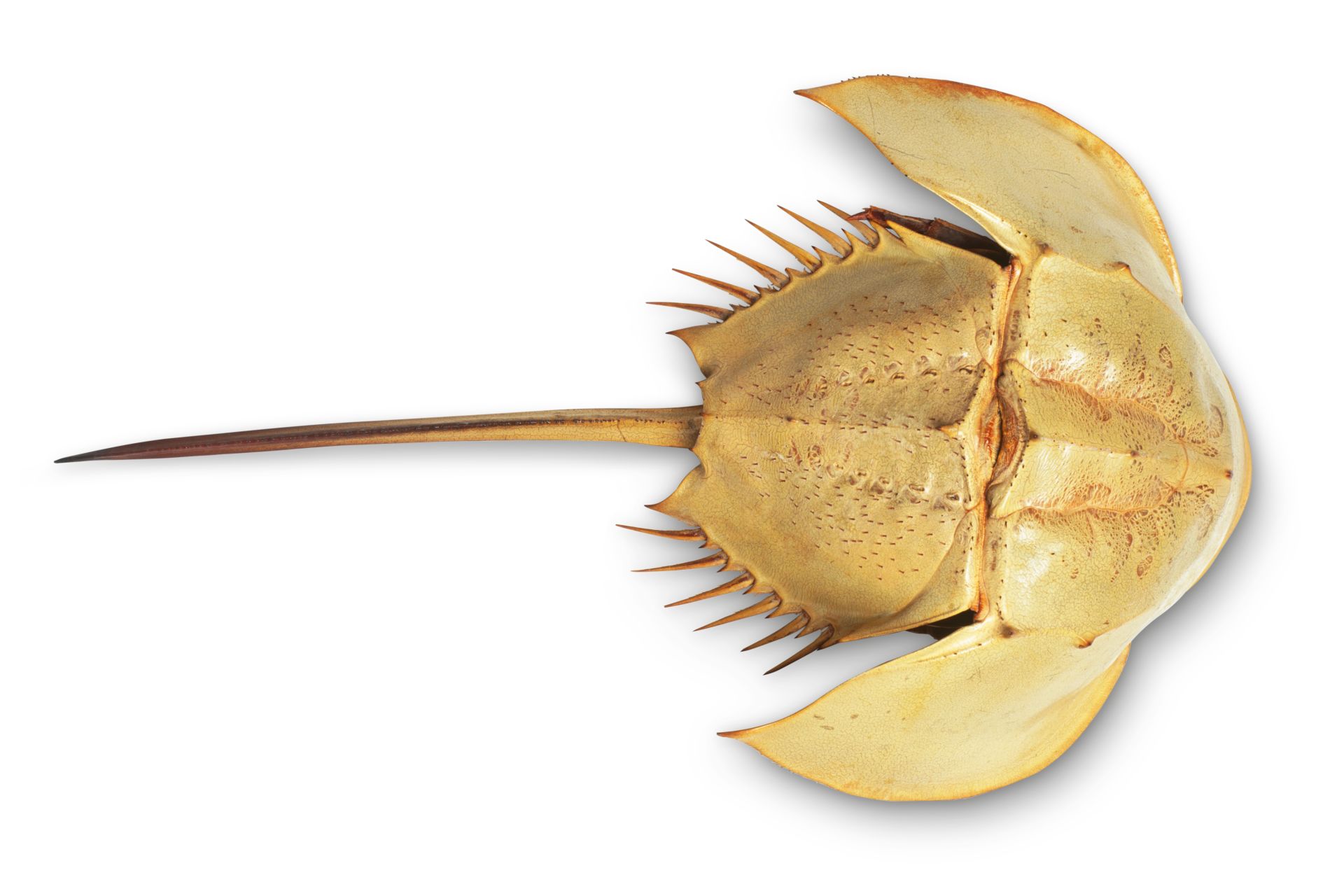 Horseshoe Crab's Instagram, Twitter & Facebook on IDCrawl