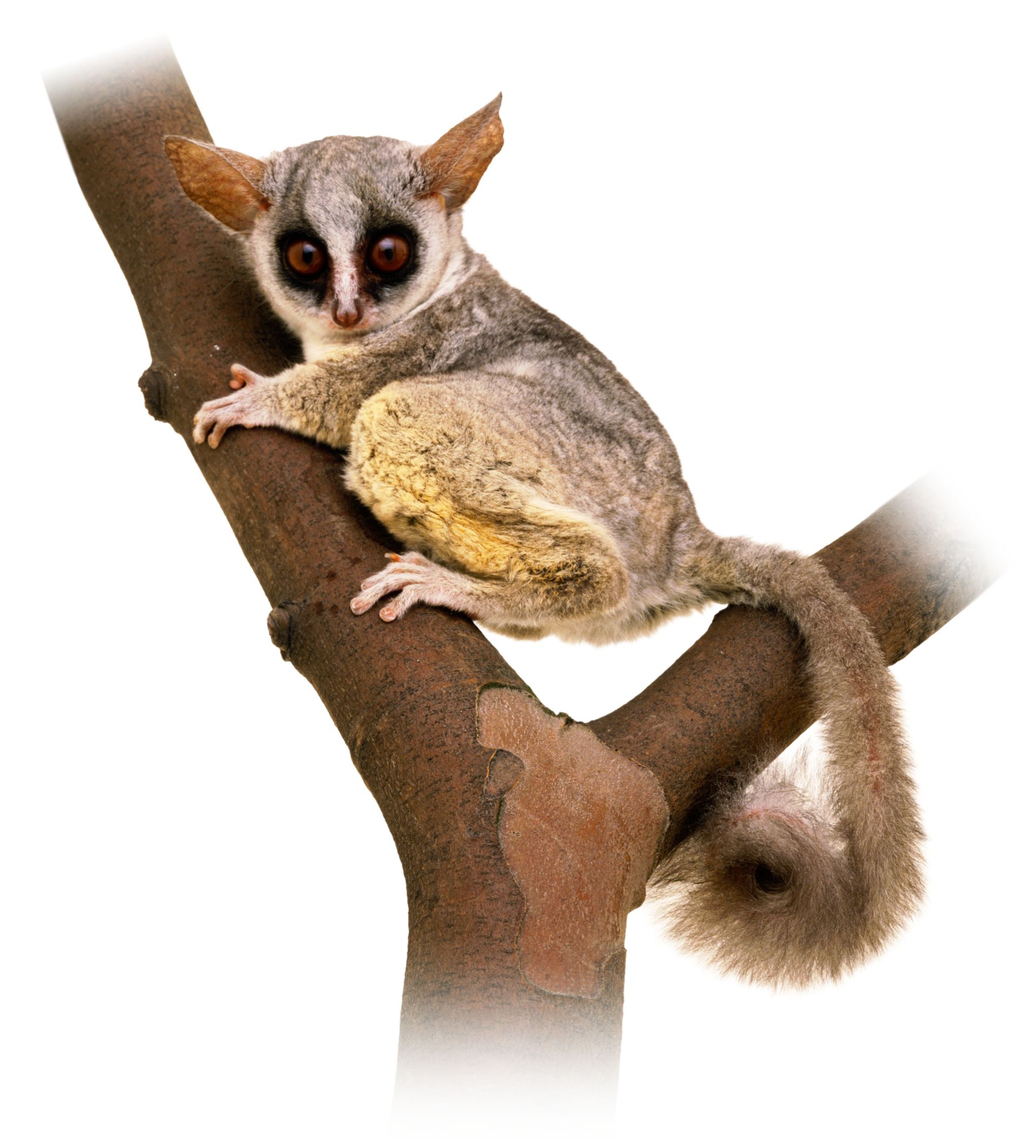 Bushbaby Facts Where Do Bushbabies Live Dk Find Out