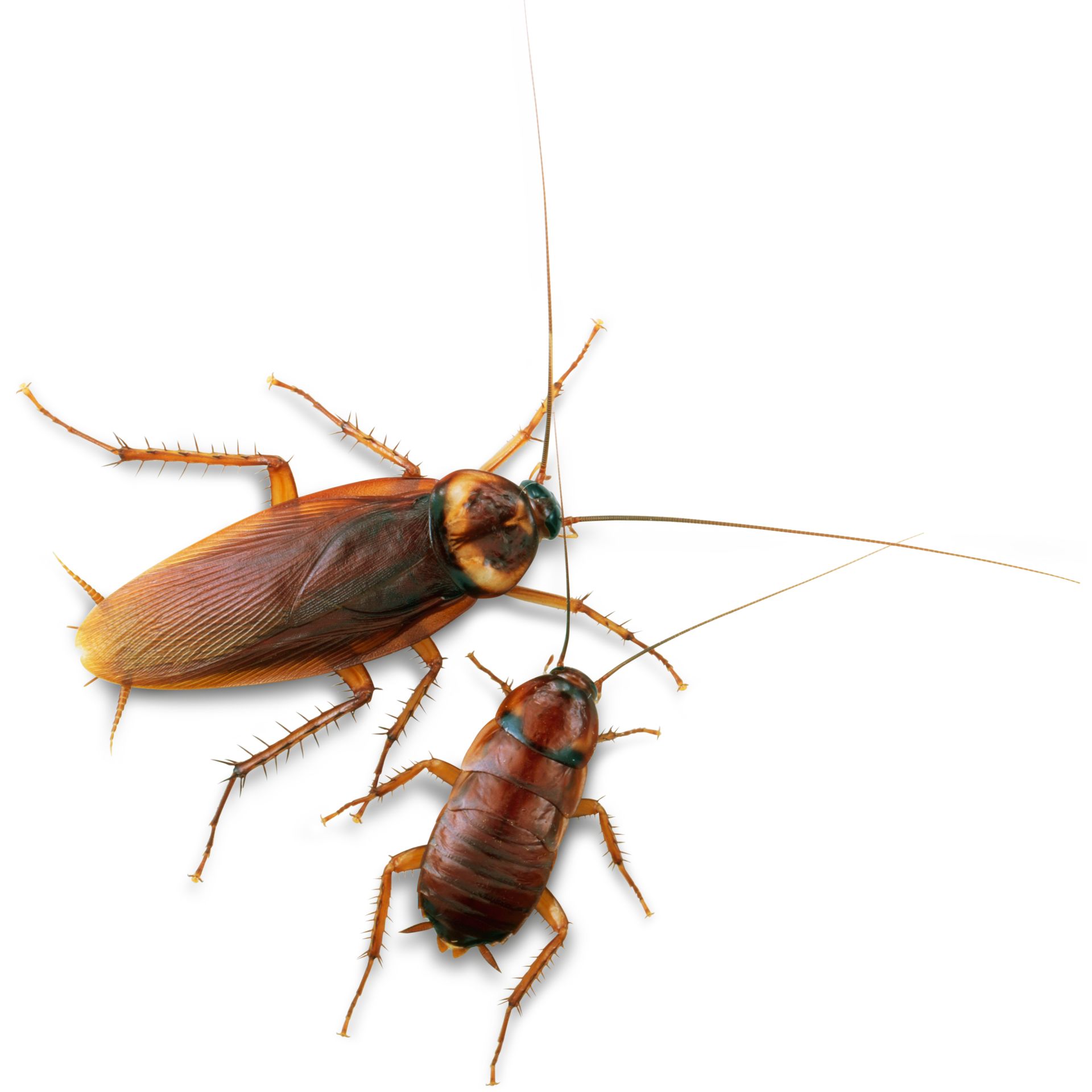 Cockroach Facts Cockroach Information Dk Find Out