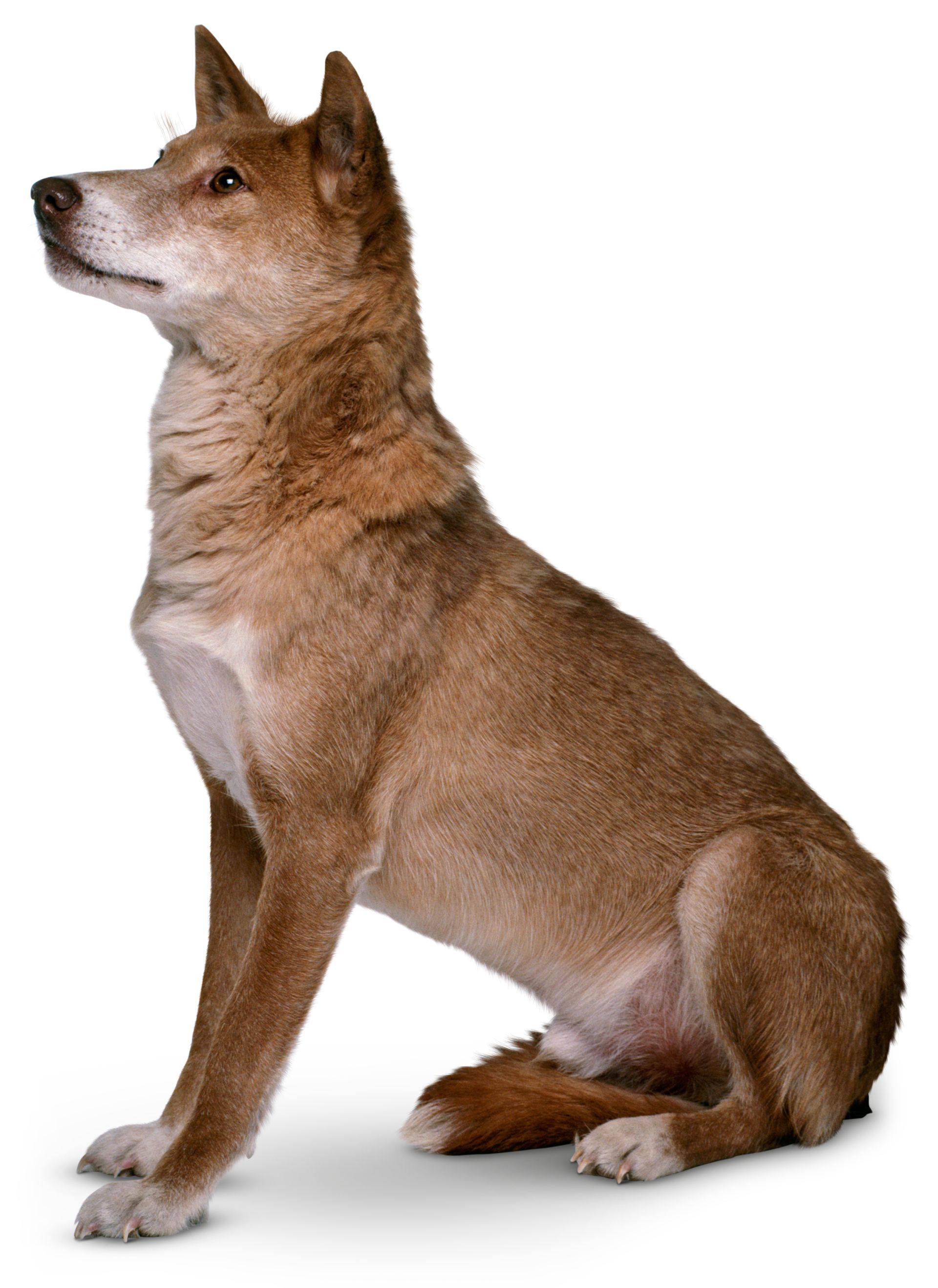 Dingo Facts For Kids Where Do Dingoes Live Dk Find Out