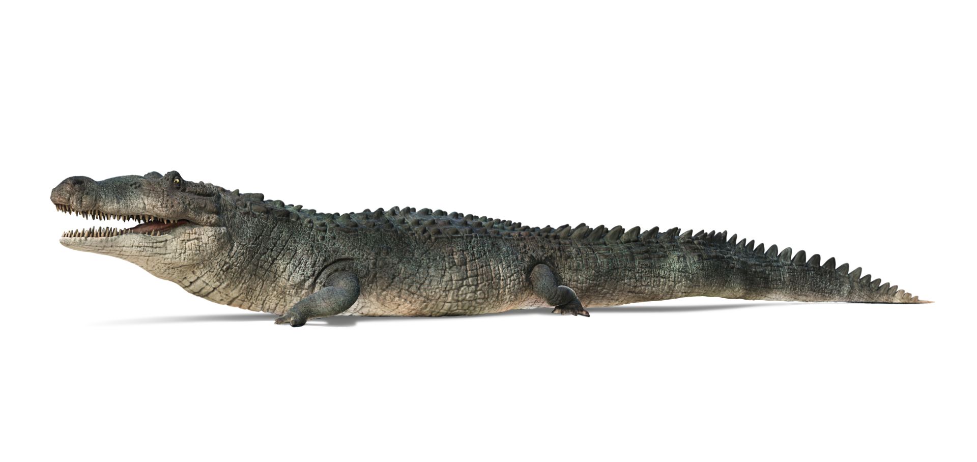 New study confirms the power of Deinosuchus a