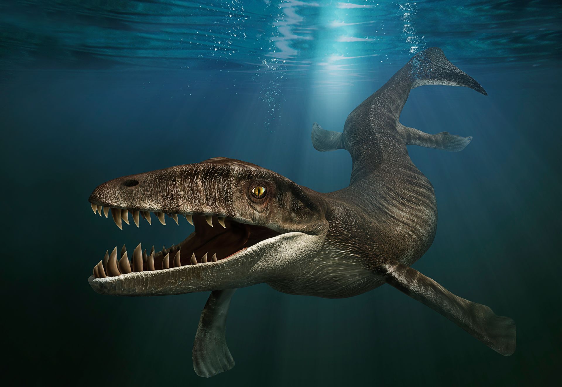 Dakosaurus 