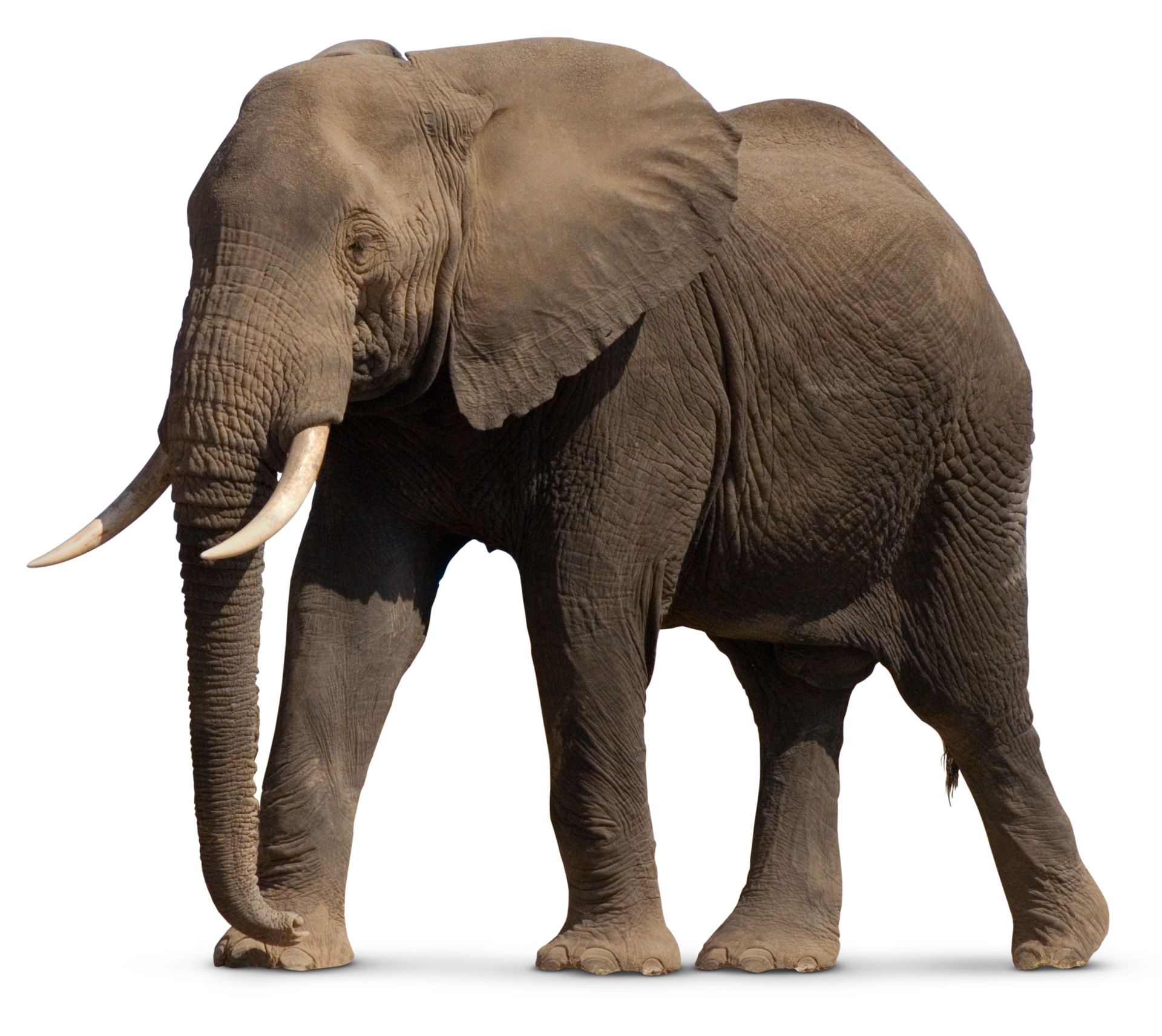 Download Facts About Elephants Types Of Elephants Dk Find Out