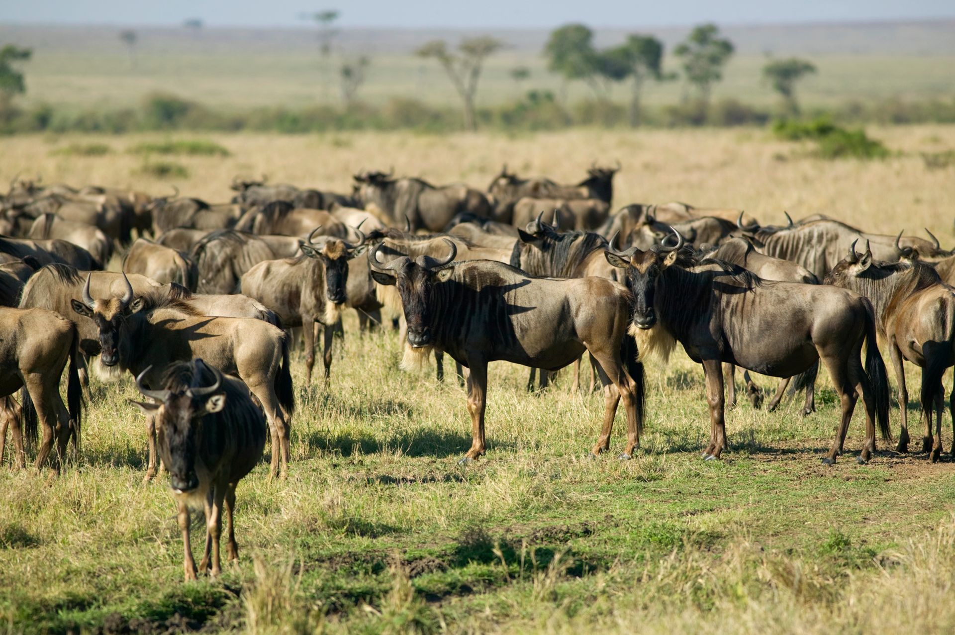 Wildebeest Facts | Wildebeest Migration | DK Find Out