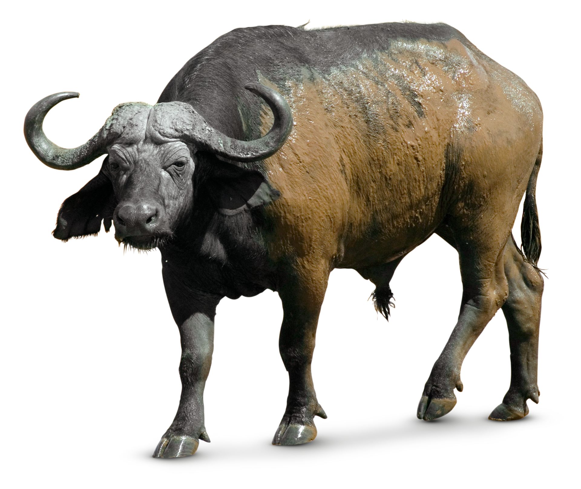 African Buffalo Facts | What Do Eat? DK Find Out