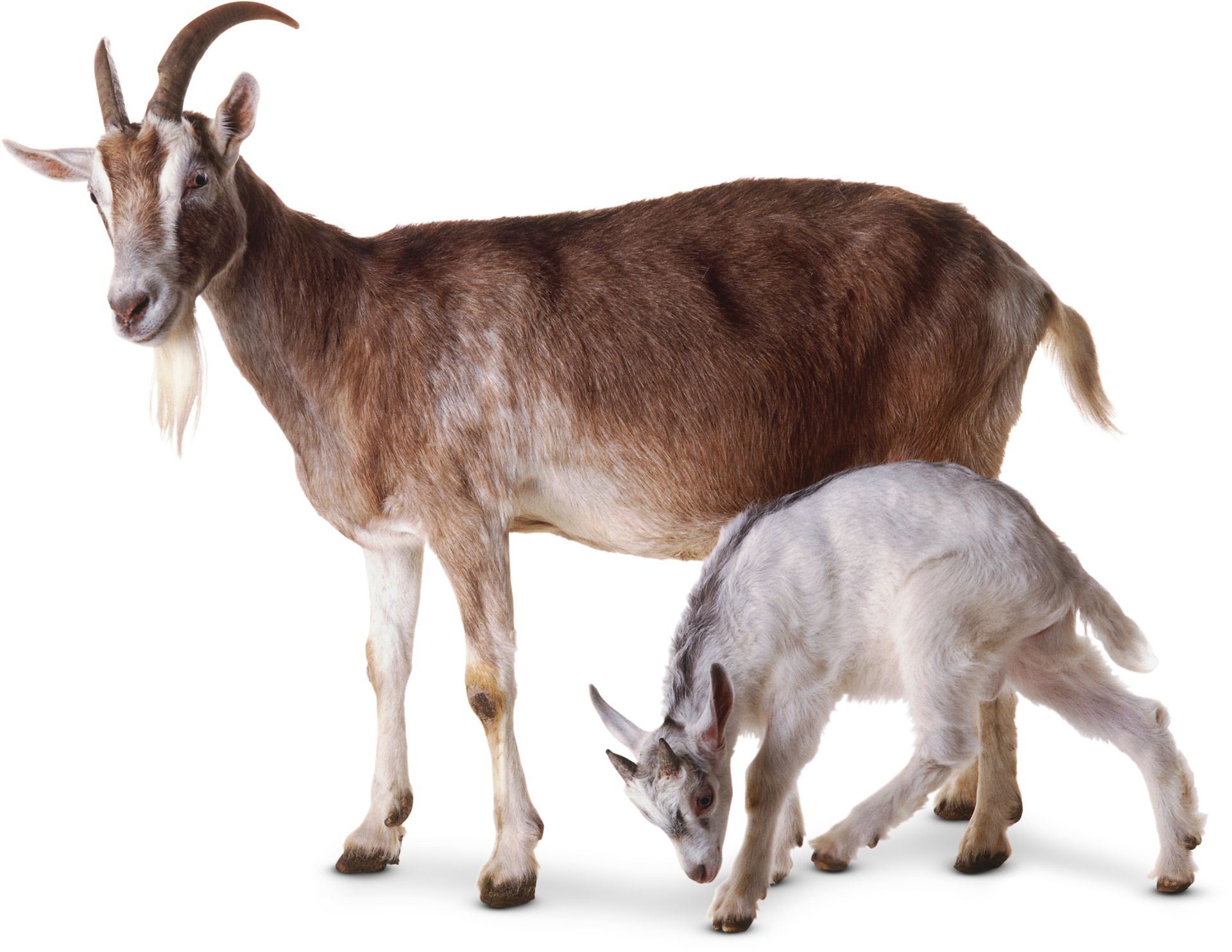 Goat Facts For Kids What Are Goats Dk Find Out