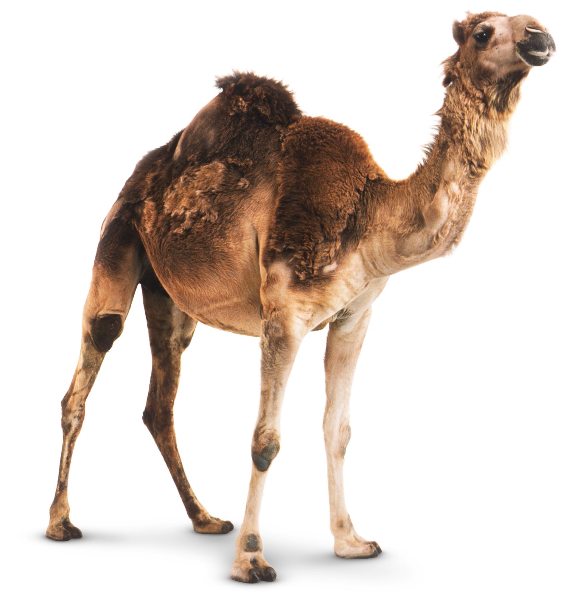 Camel Facts For Kids Fun Facts About Camels Dk Find Out