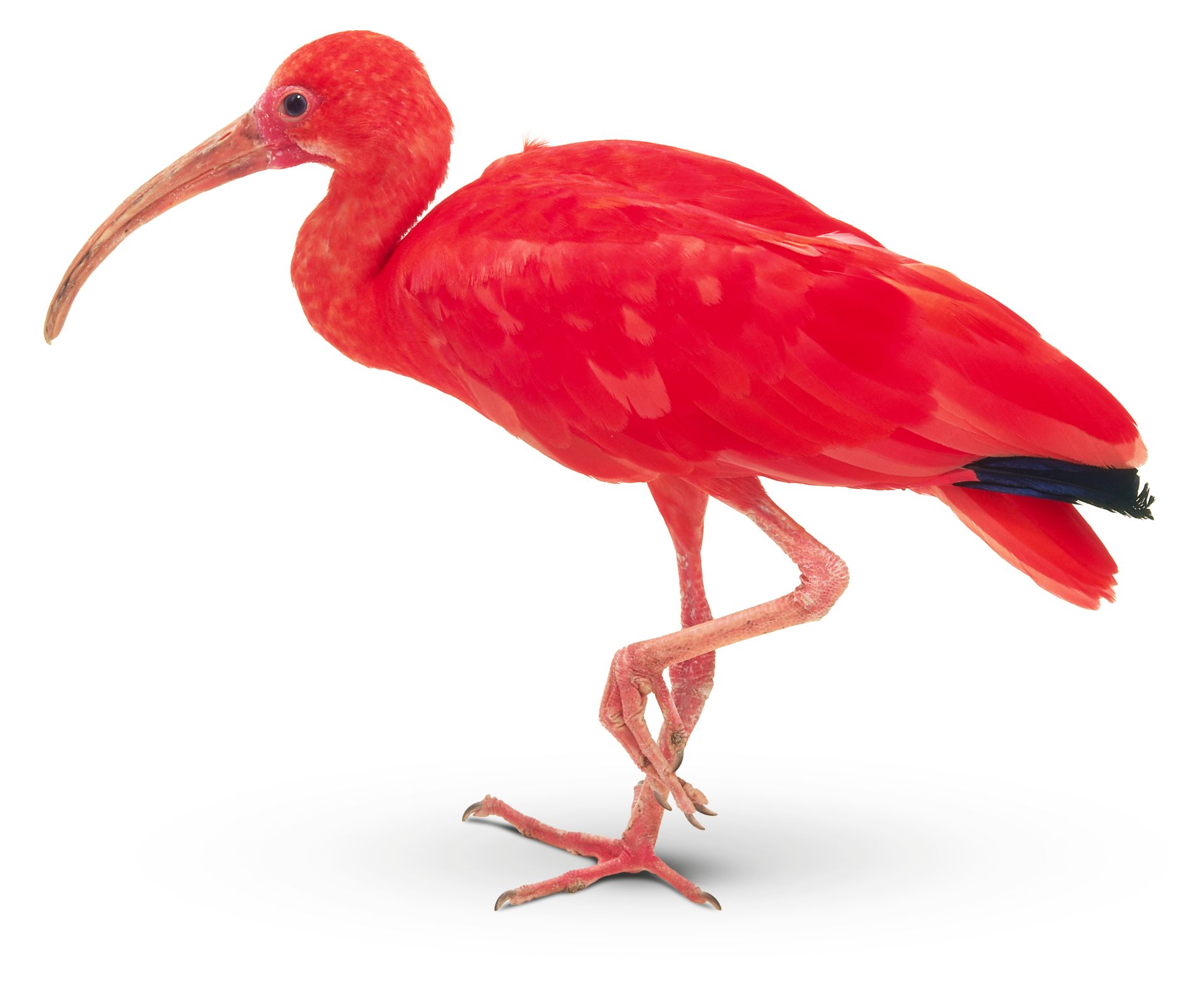 Scarlet Ibis Bird Facts For Kids