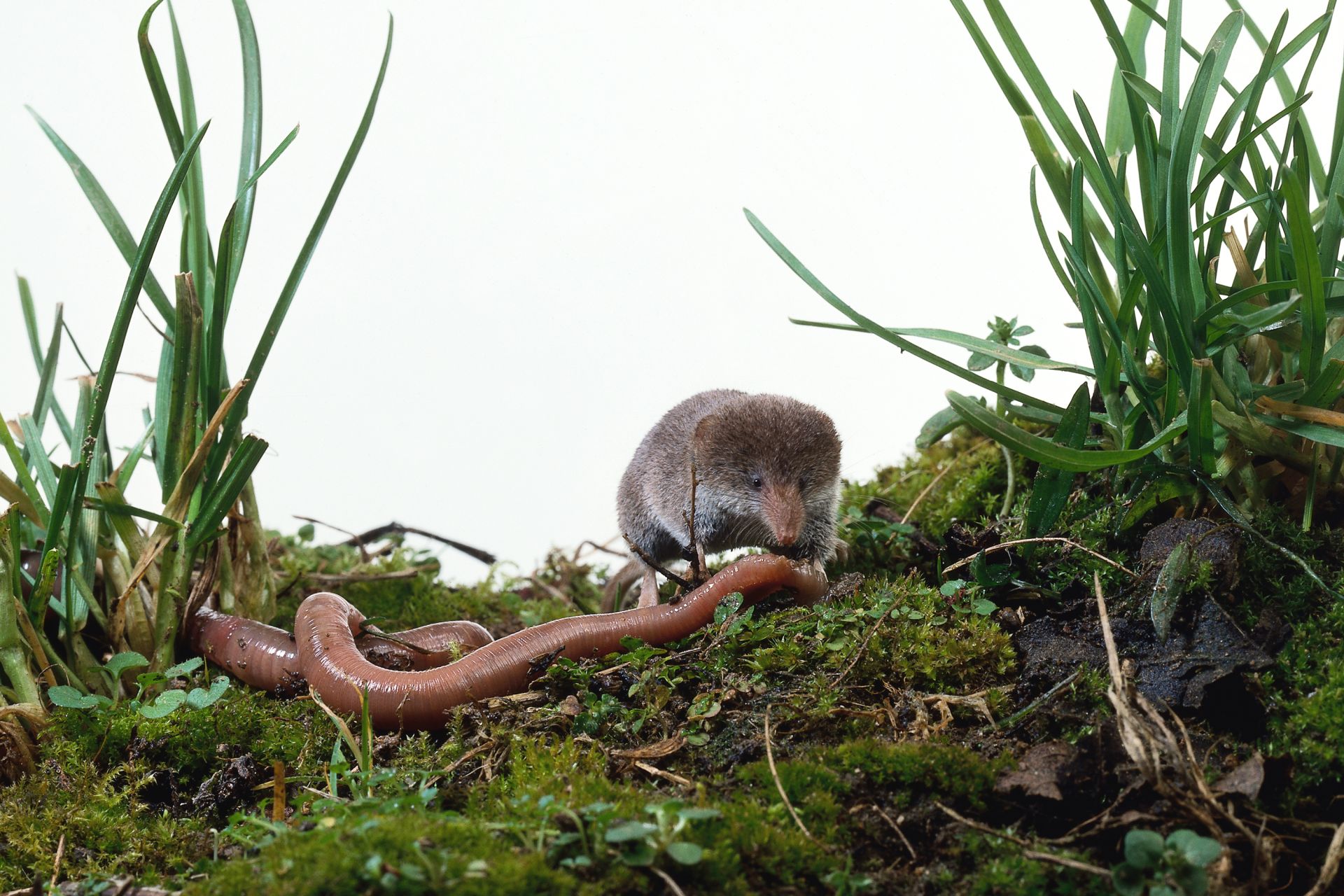 Shrews - Virus From Shrews Linked To Unexplained Deaths In Europe The