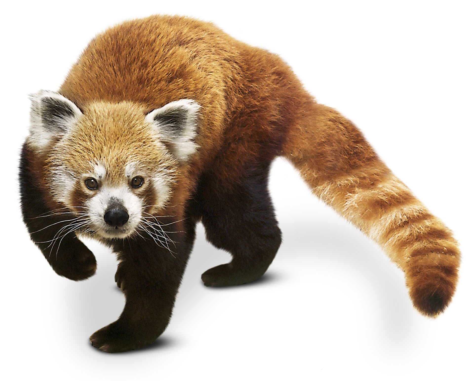 Red Panda Facts What Are Red Pandas Dk Find Out