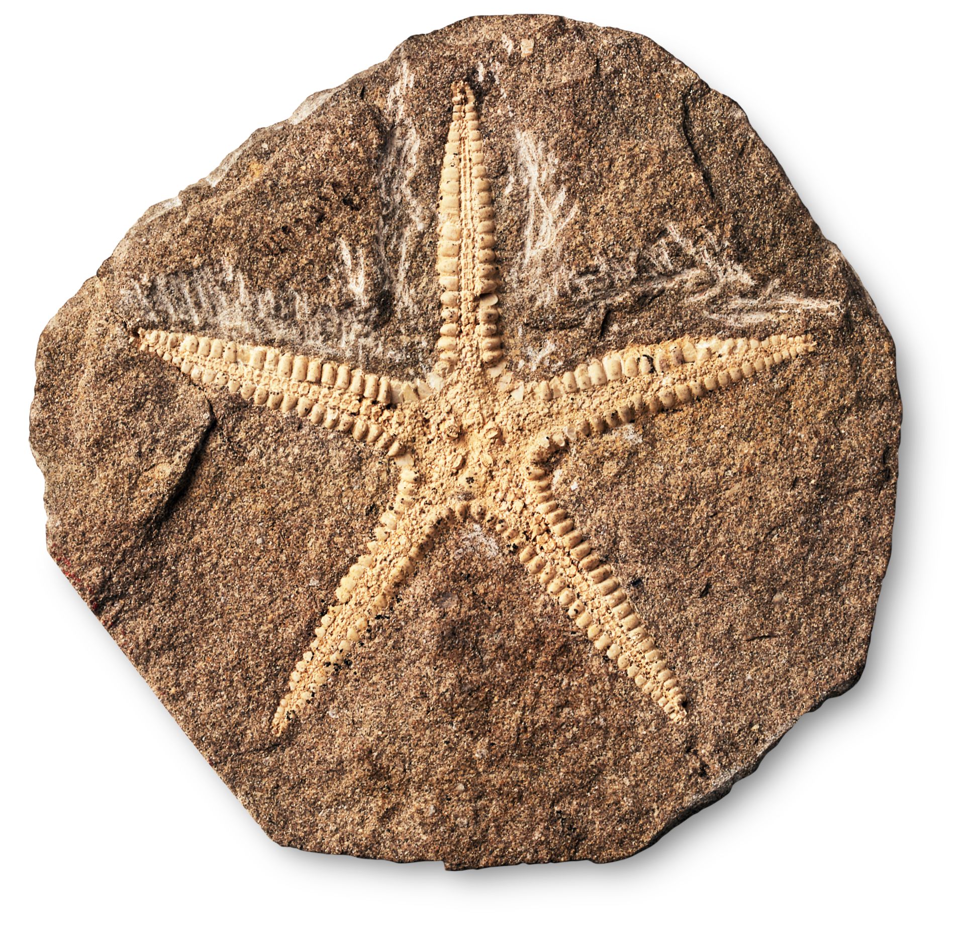 Top 72+ imagen starfish fossil