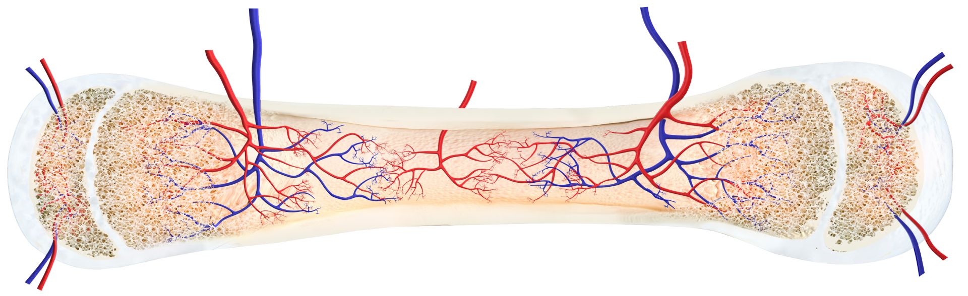 Bone Growth In Children Bone Facts For Kids DK Find Out