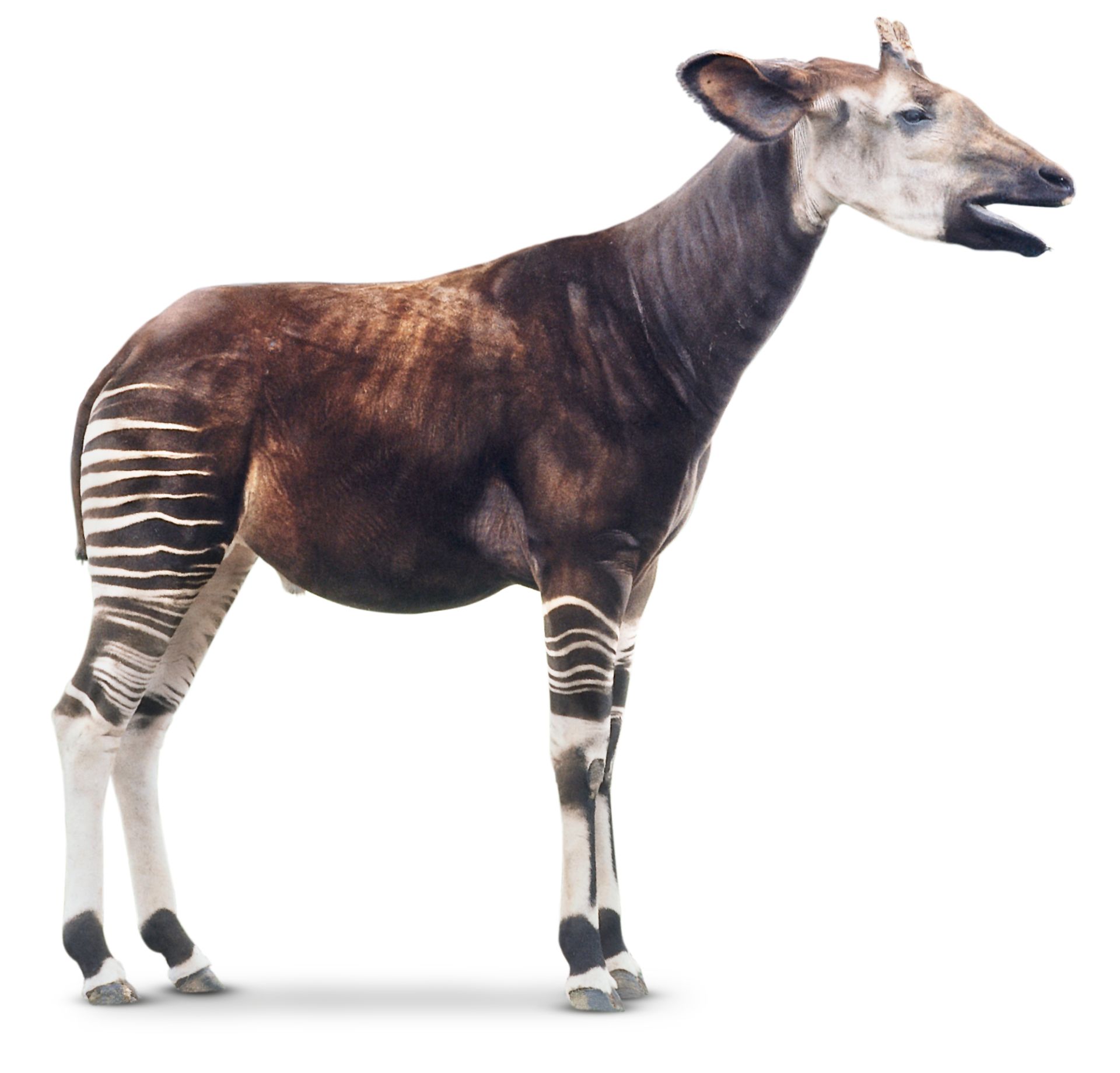 Okapi Facts For Kids | What Is An Okapi | DK Find Out