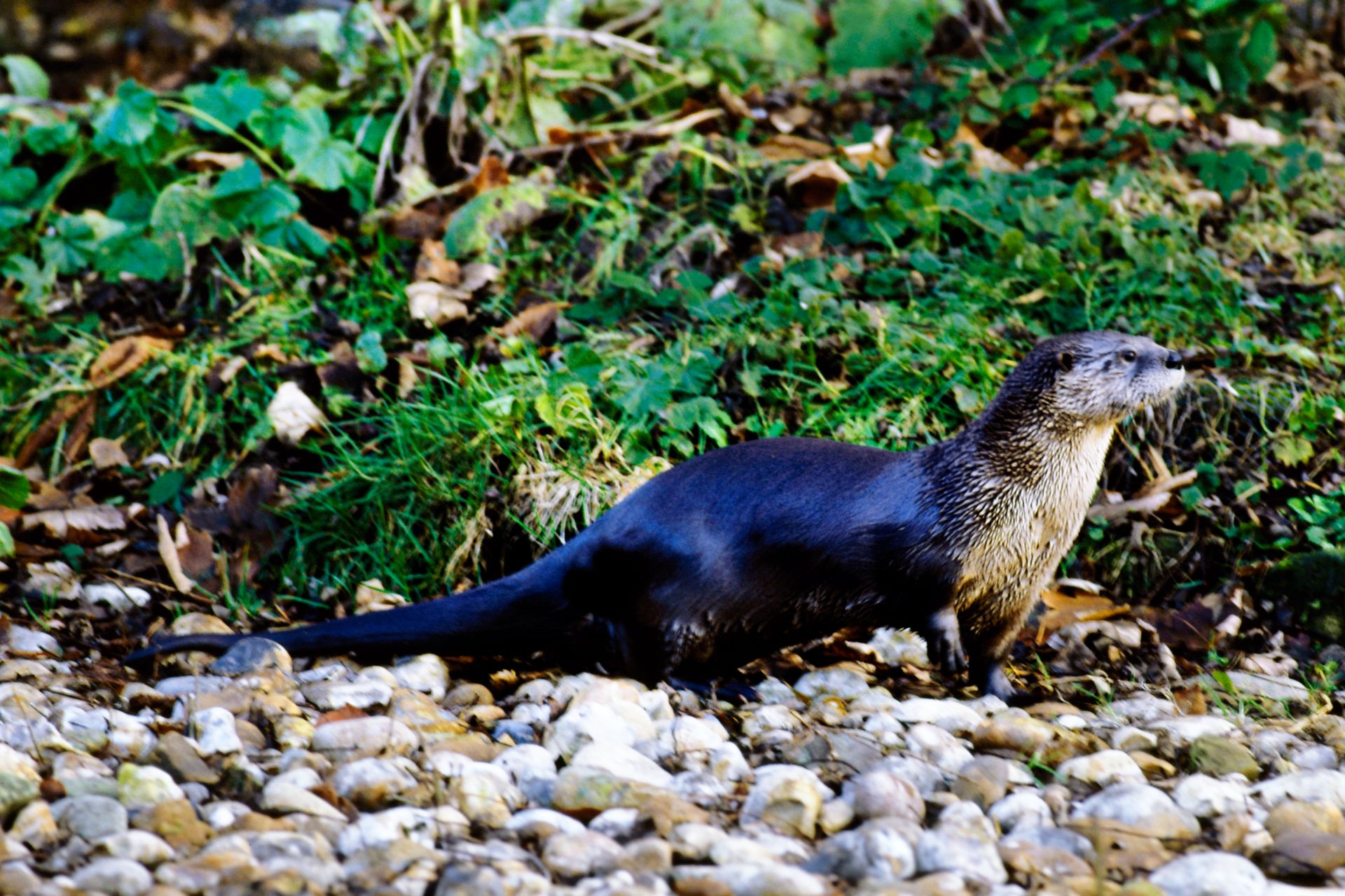 American River Otter Facts American Otter DK Find Out
