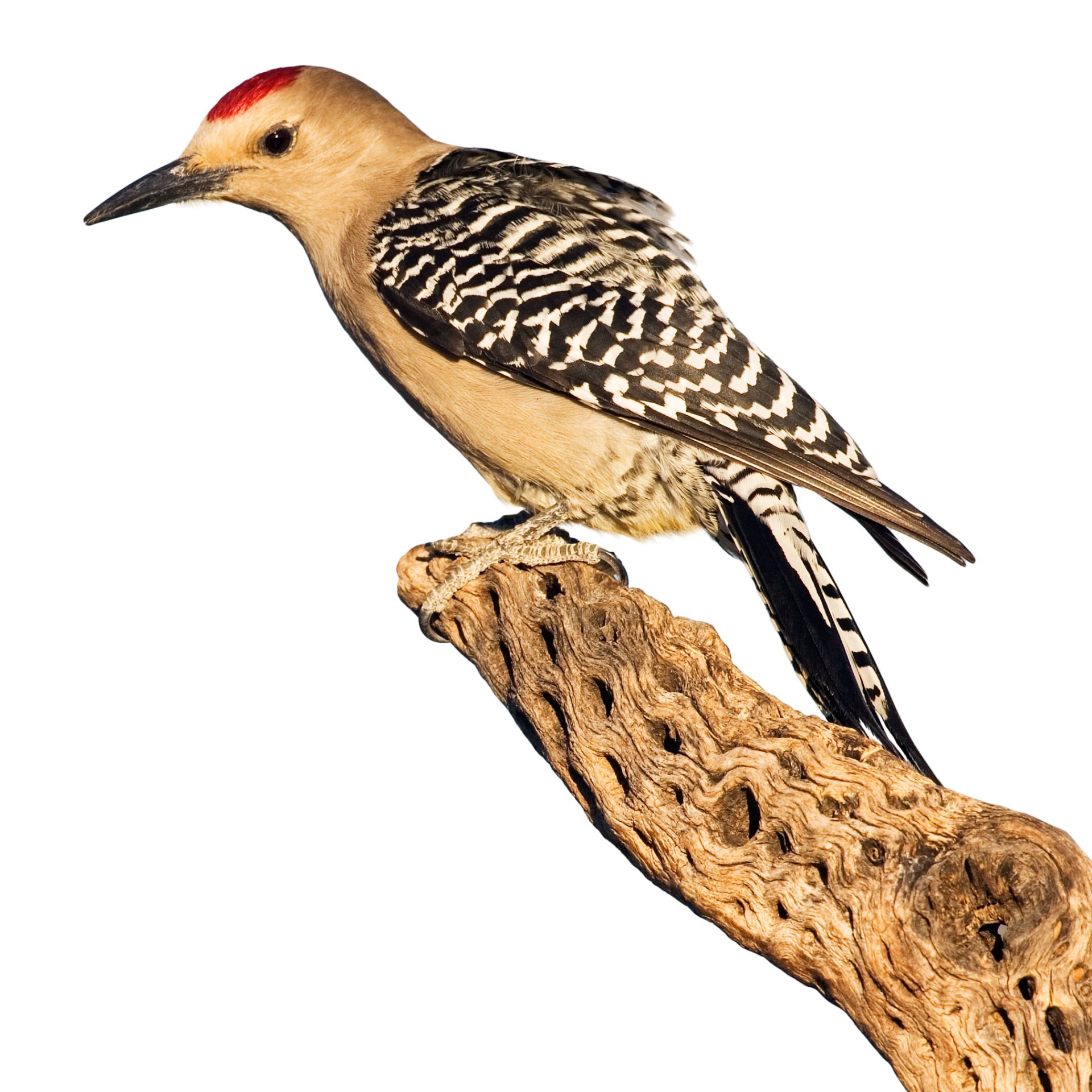 Gila Woodpecker Facts For Kids | DK Find Out
